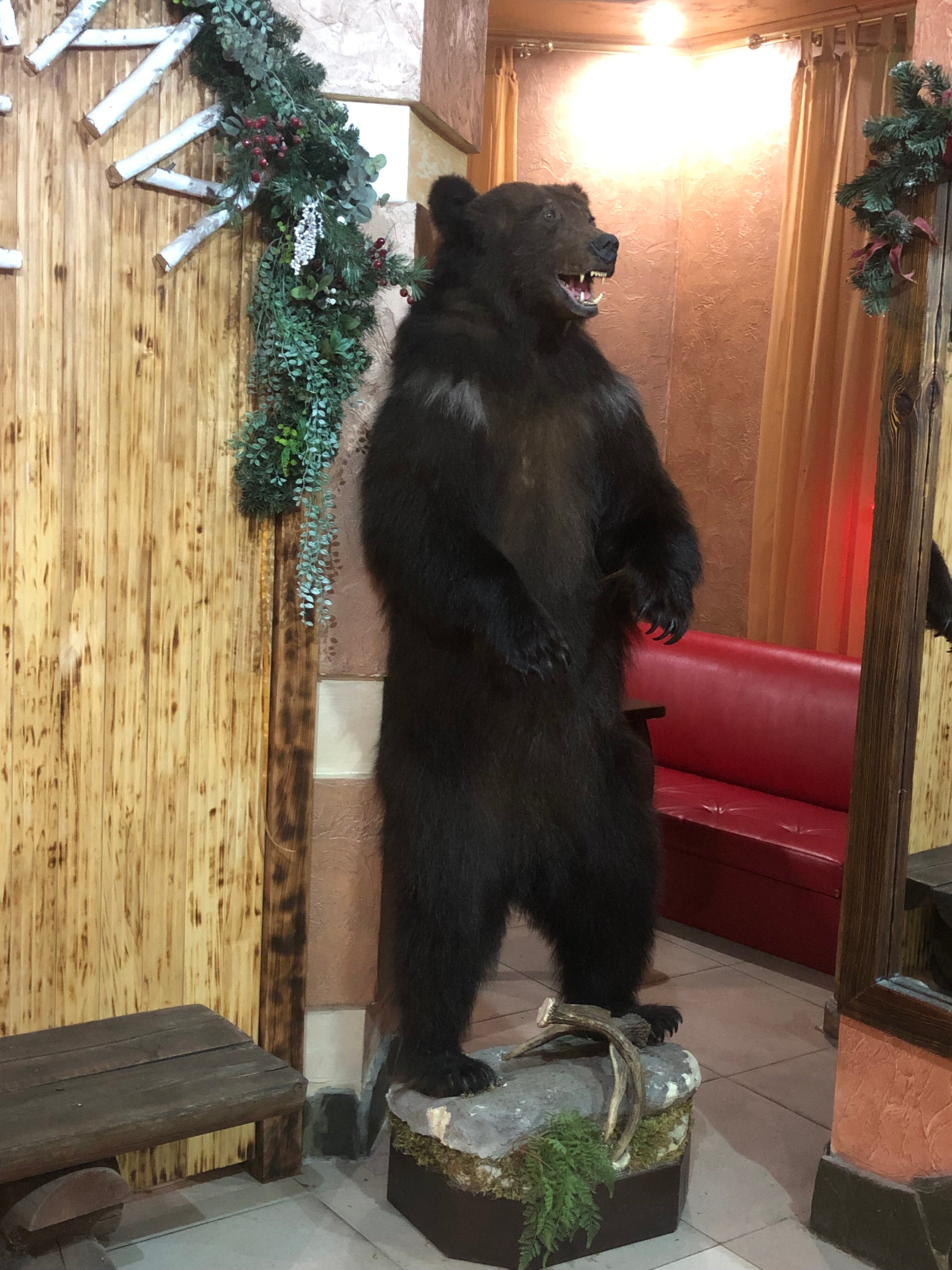 Фото Русский лес