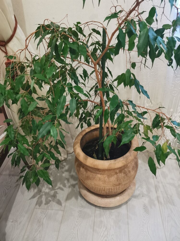 Фото Бон Ами