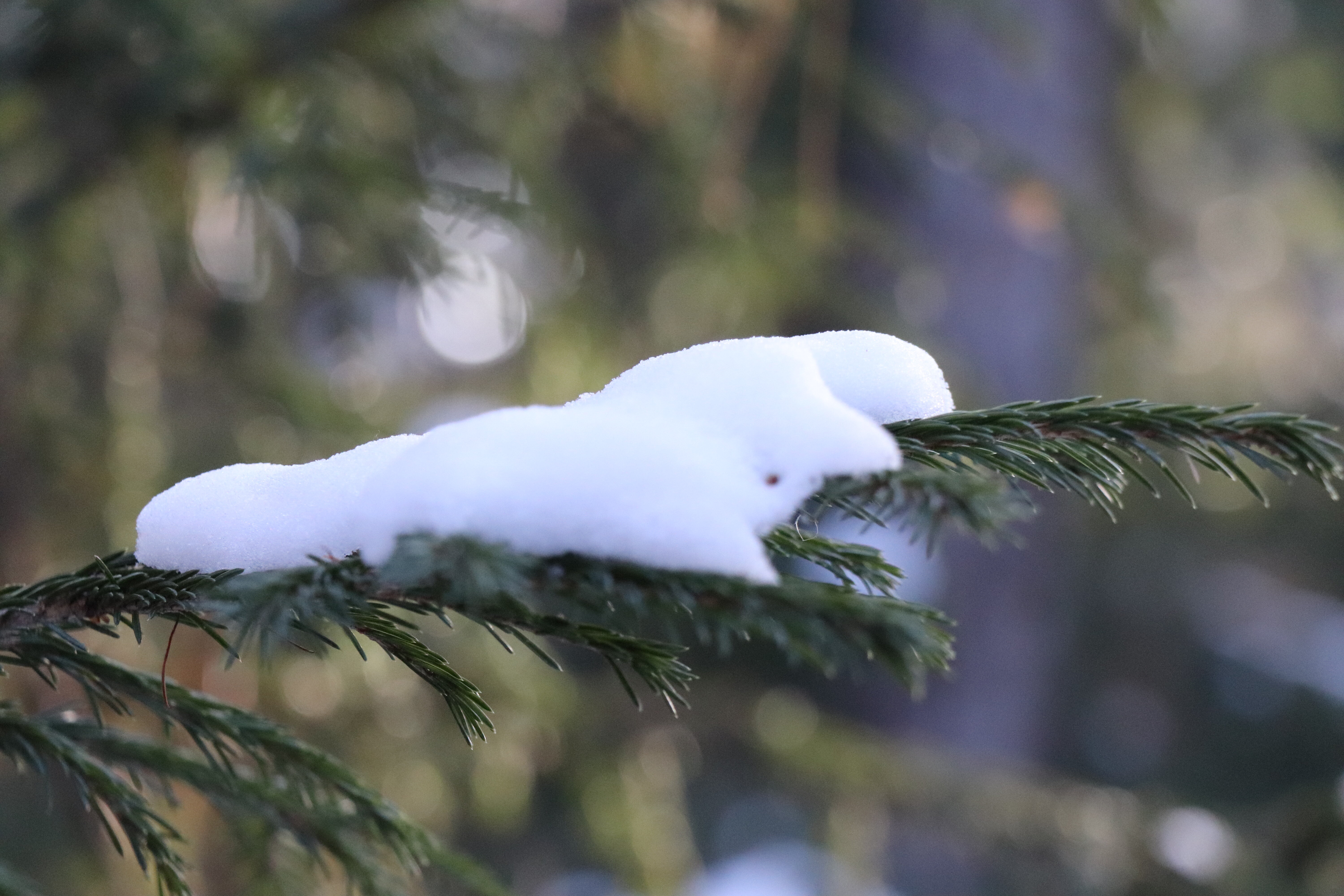 Фото Ёлки да Сосны