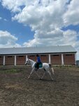 Конный клуб (Magas, ulitsa 65 let Pobedy, 13) ، ركوب الخيل