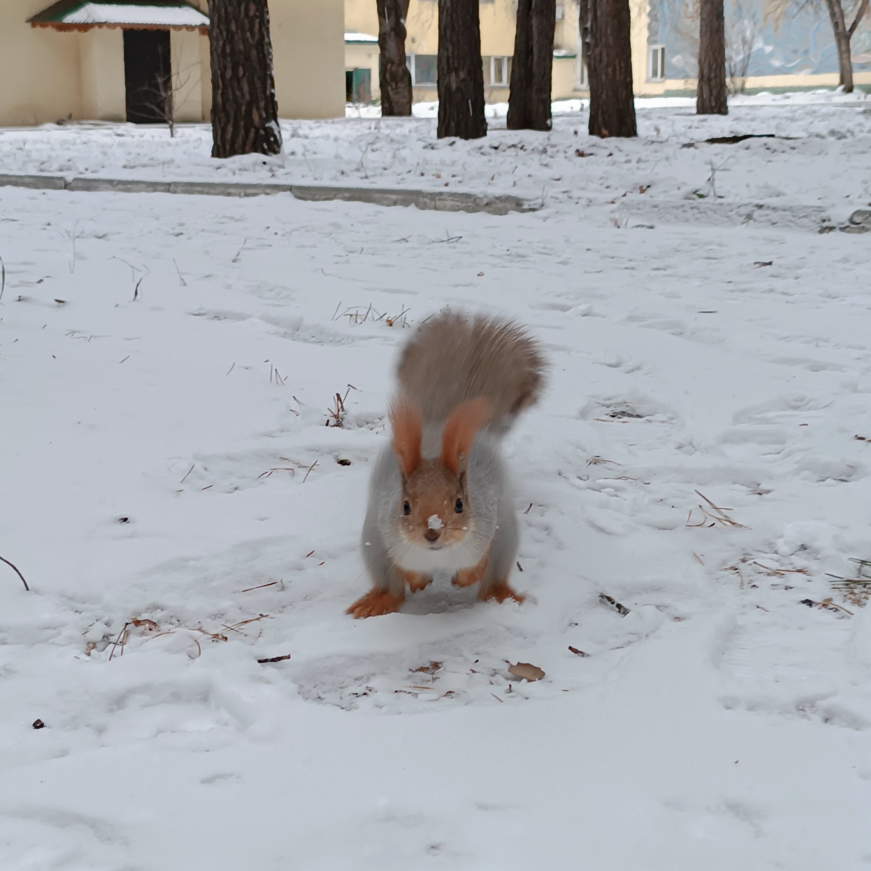 Фото Лесная сказка