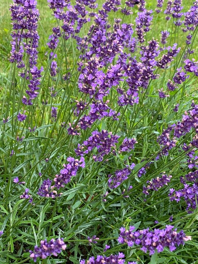 Фото Вилла Лаванда