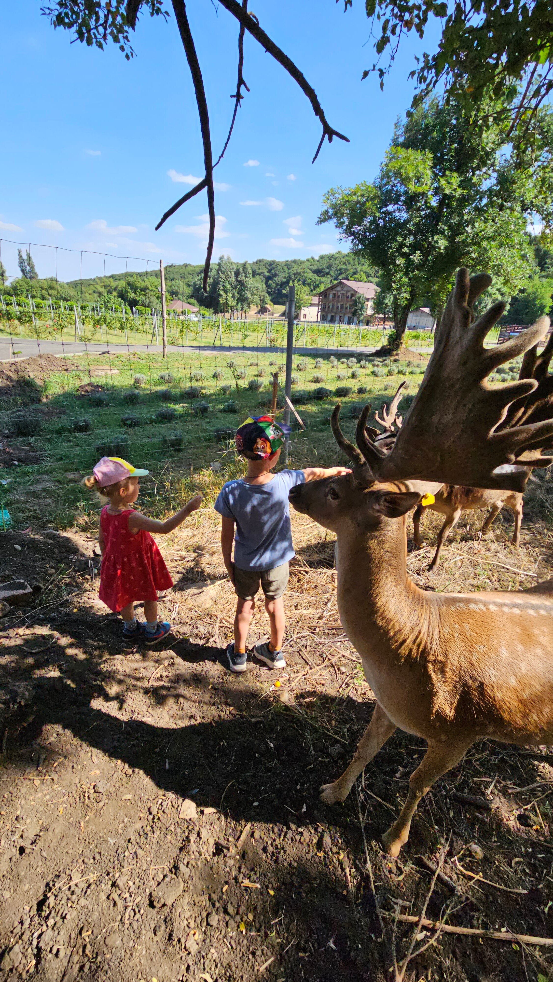 Фото Оленья ферма