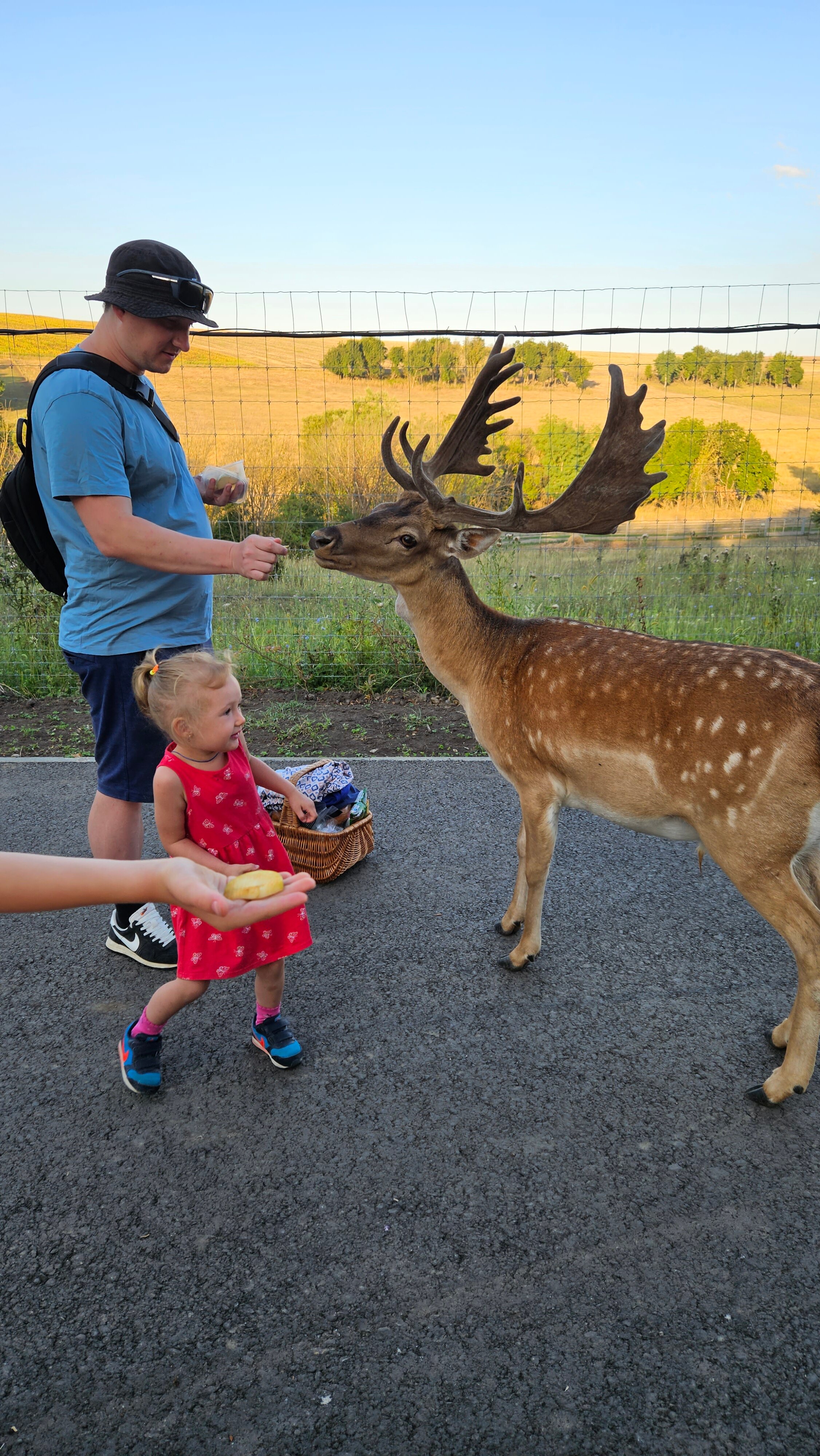 Фото Оленья ферма