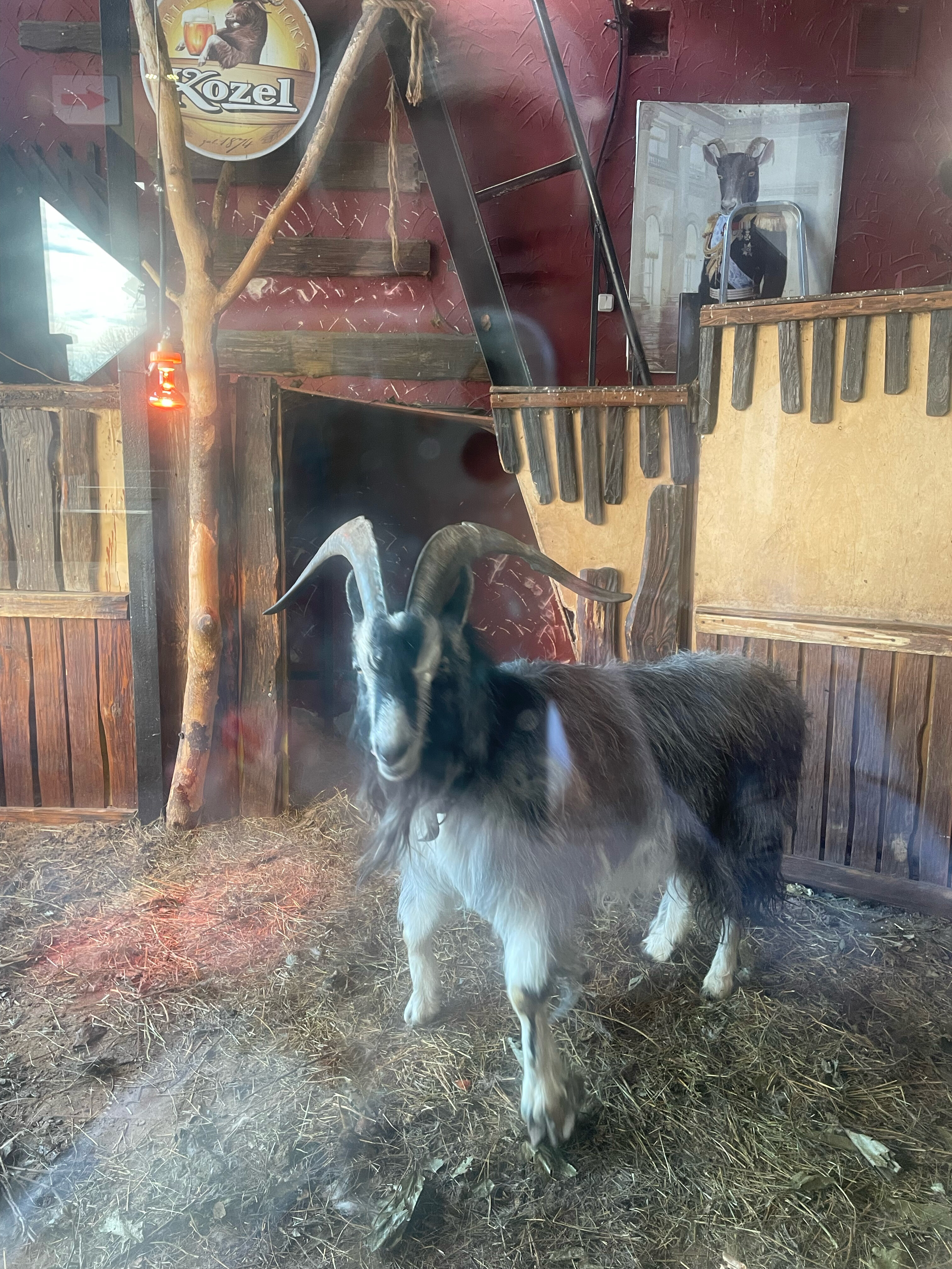 Фото Чисто Отель