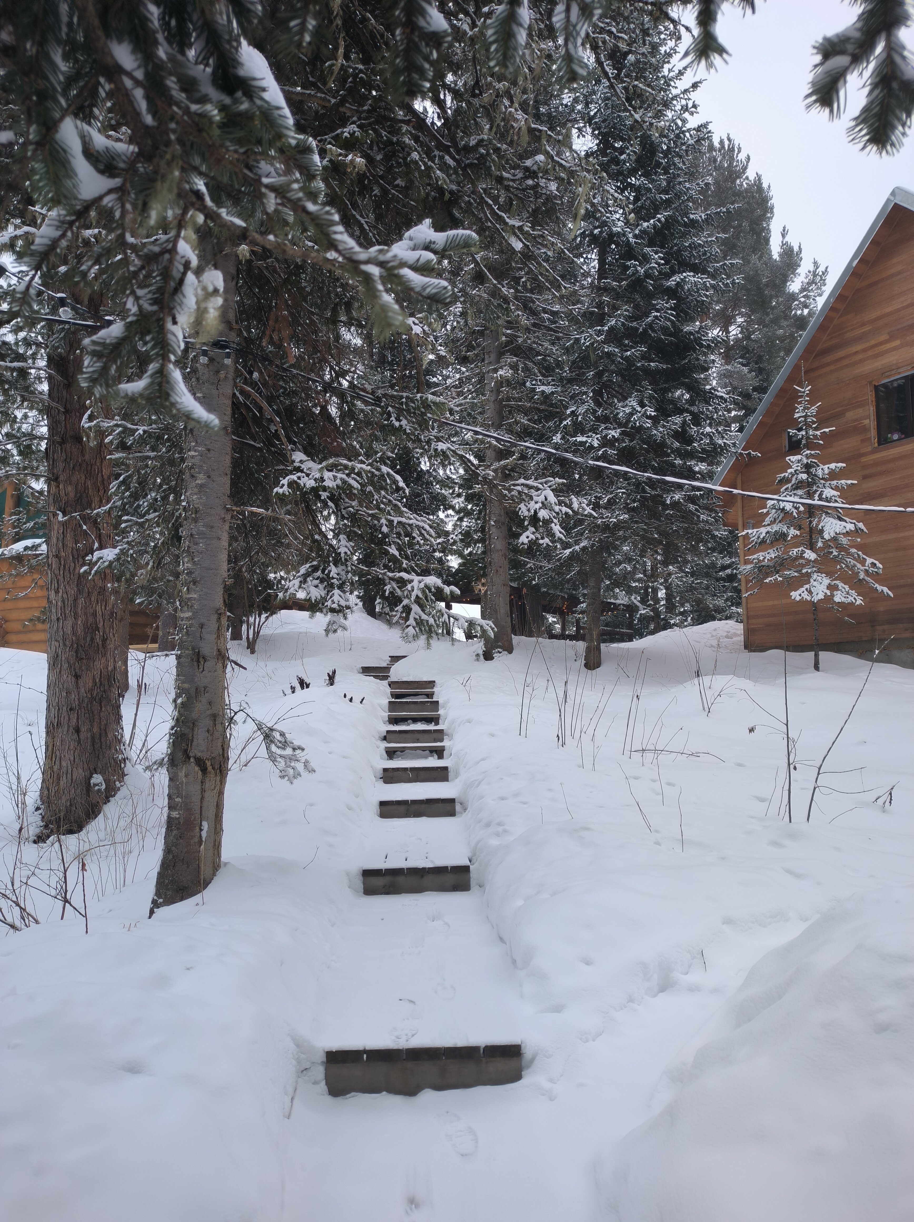 Фото Телецкое золотое