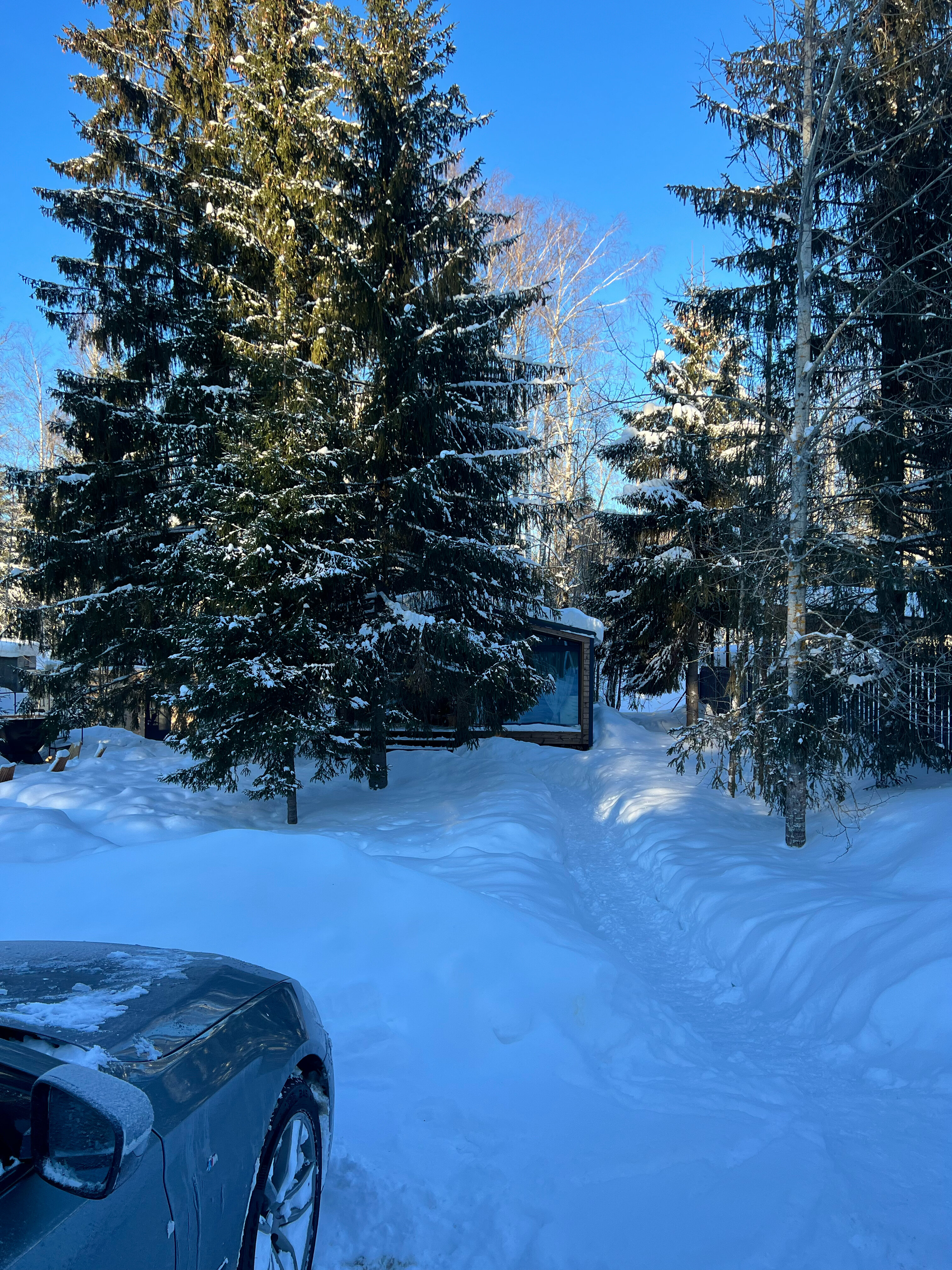 Фото ЁлкИголки