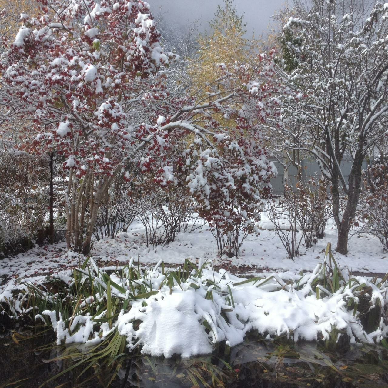 Фото Кипрей