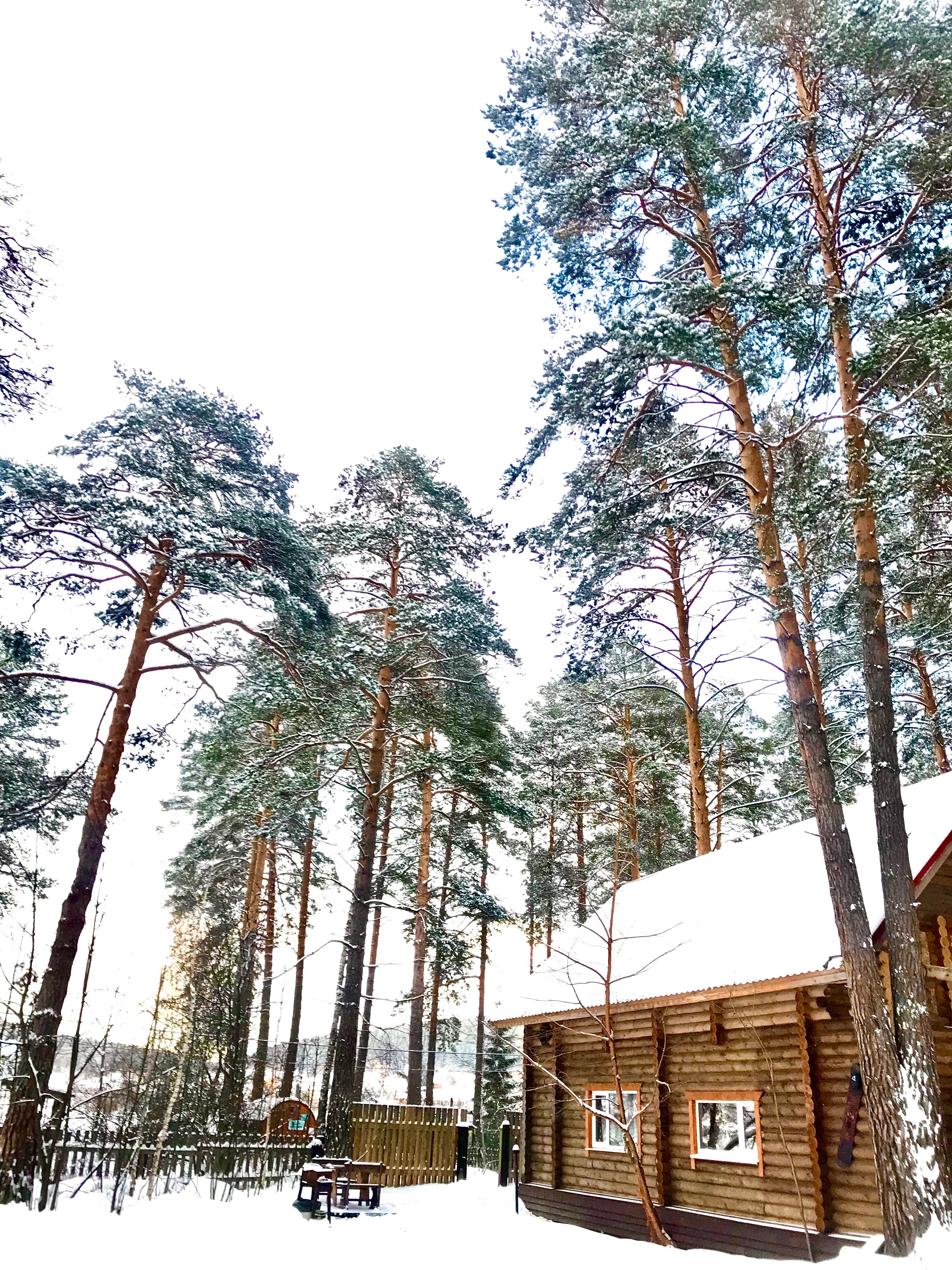 Фото Дача в соснах