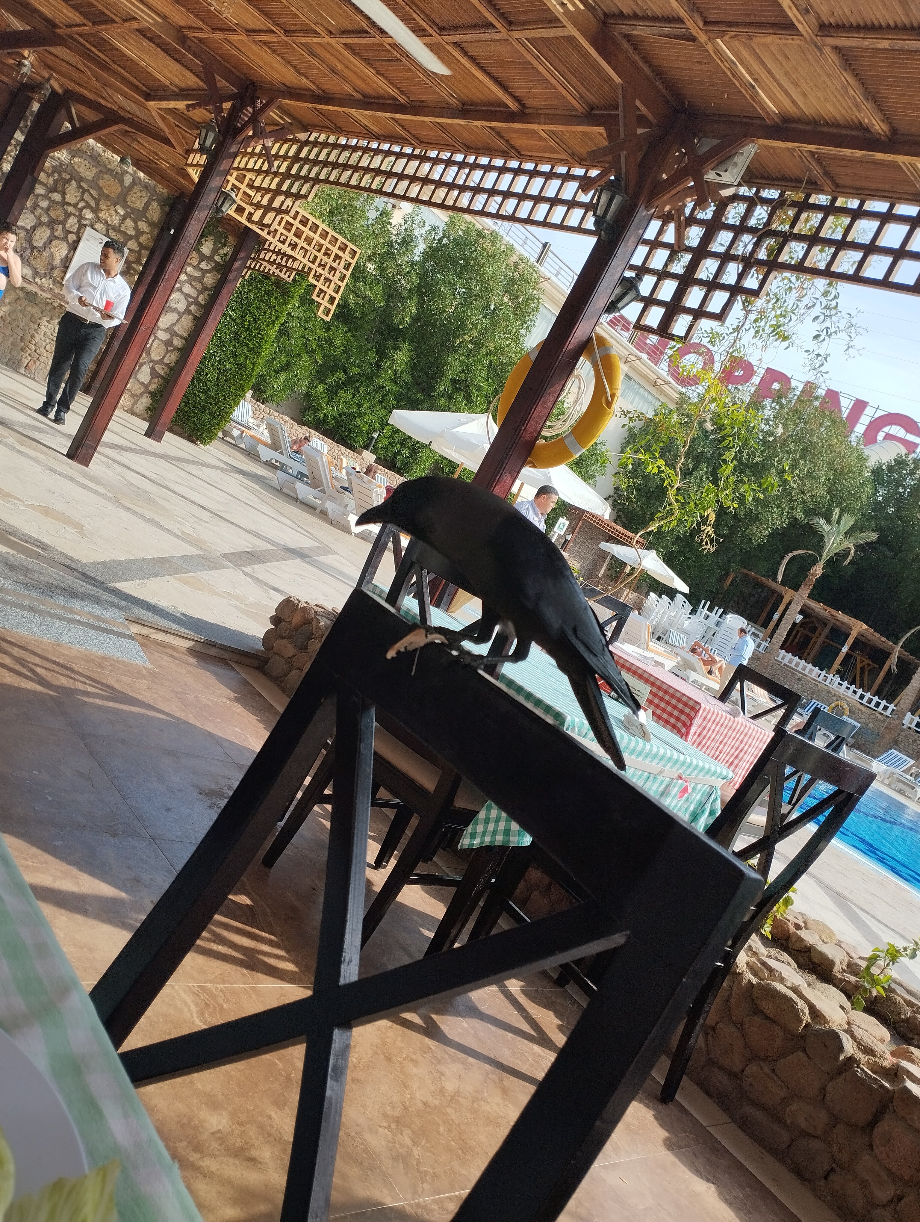 Фото Falcon Naama Star