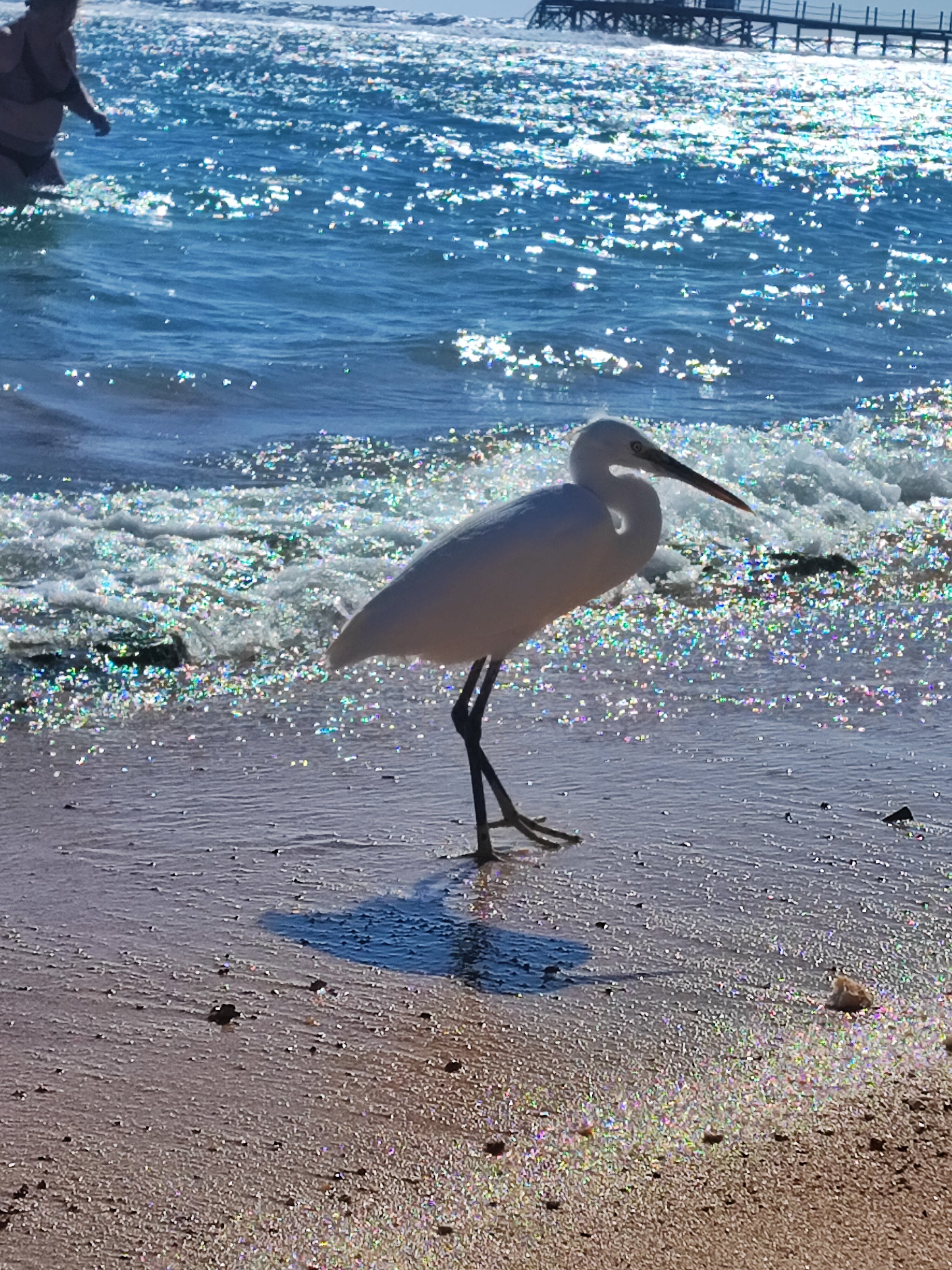 Фото Rehana Royal Beach Resort - Aquapark & SPA