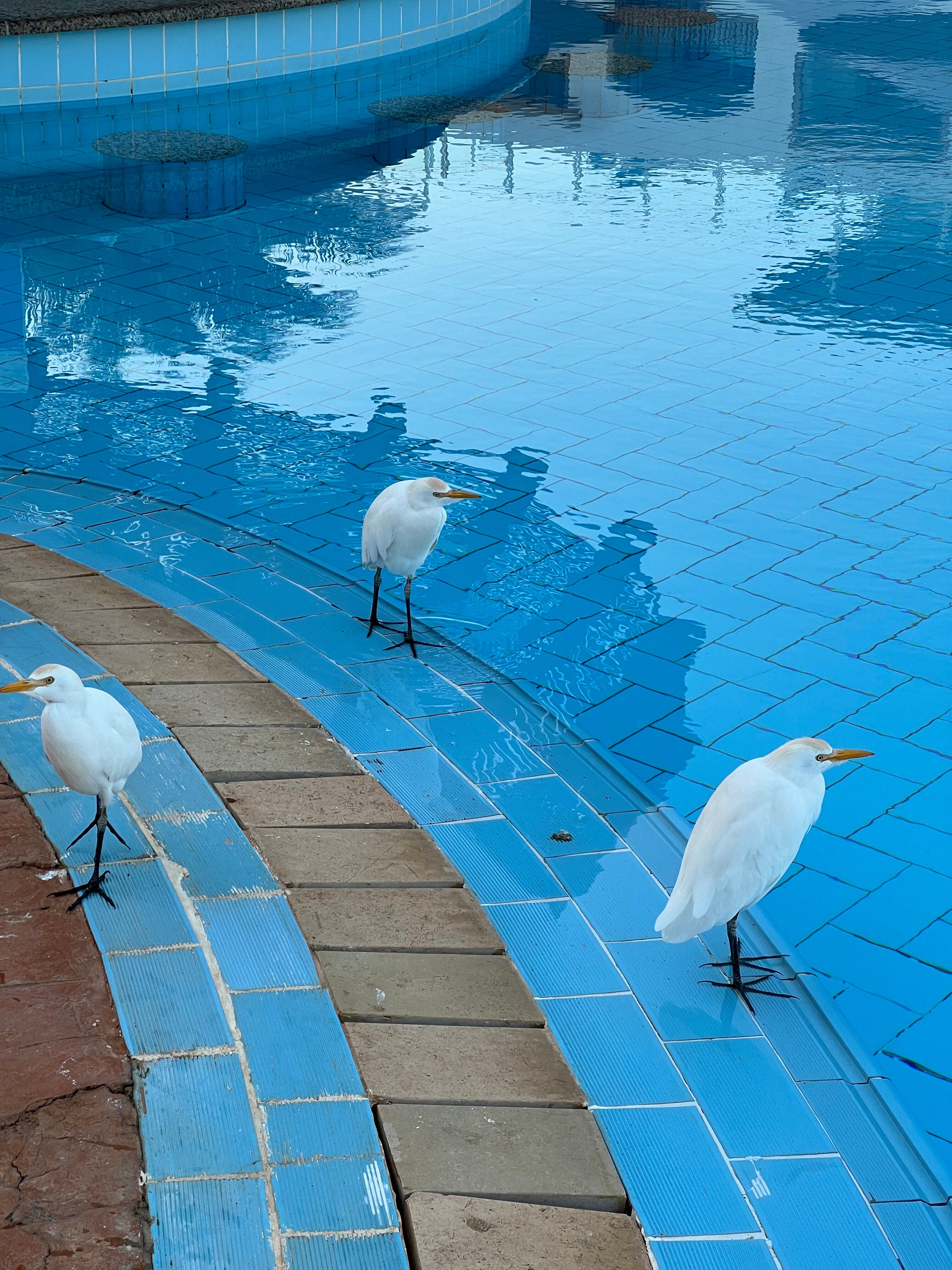 Фото Pickalbatros Royal Grand Resort