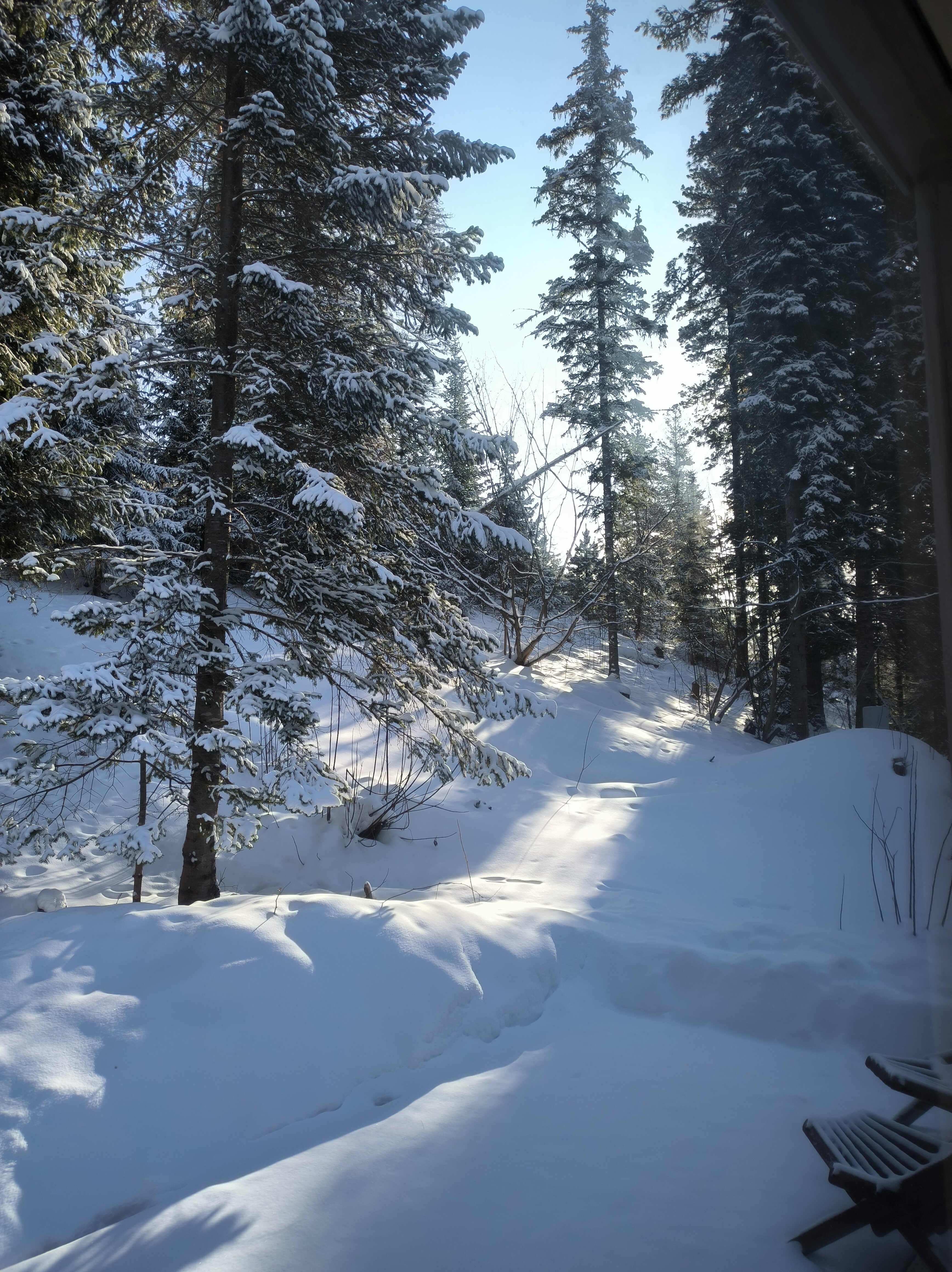 Фото Телецкое золотое