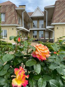 Стефания на Николаевской