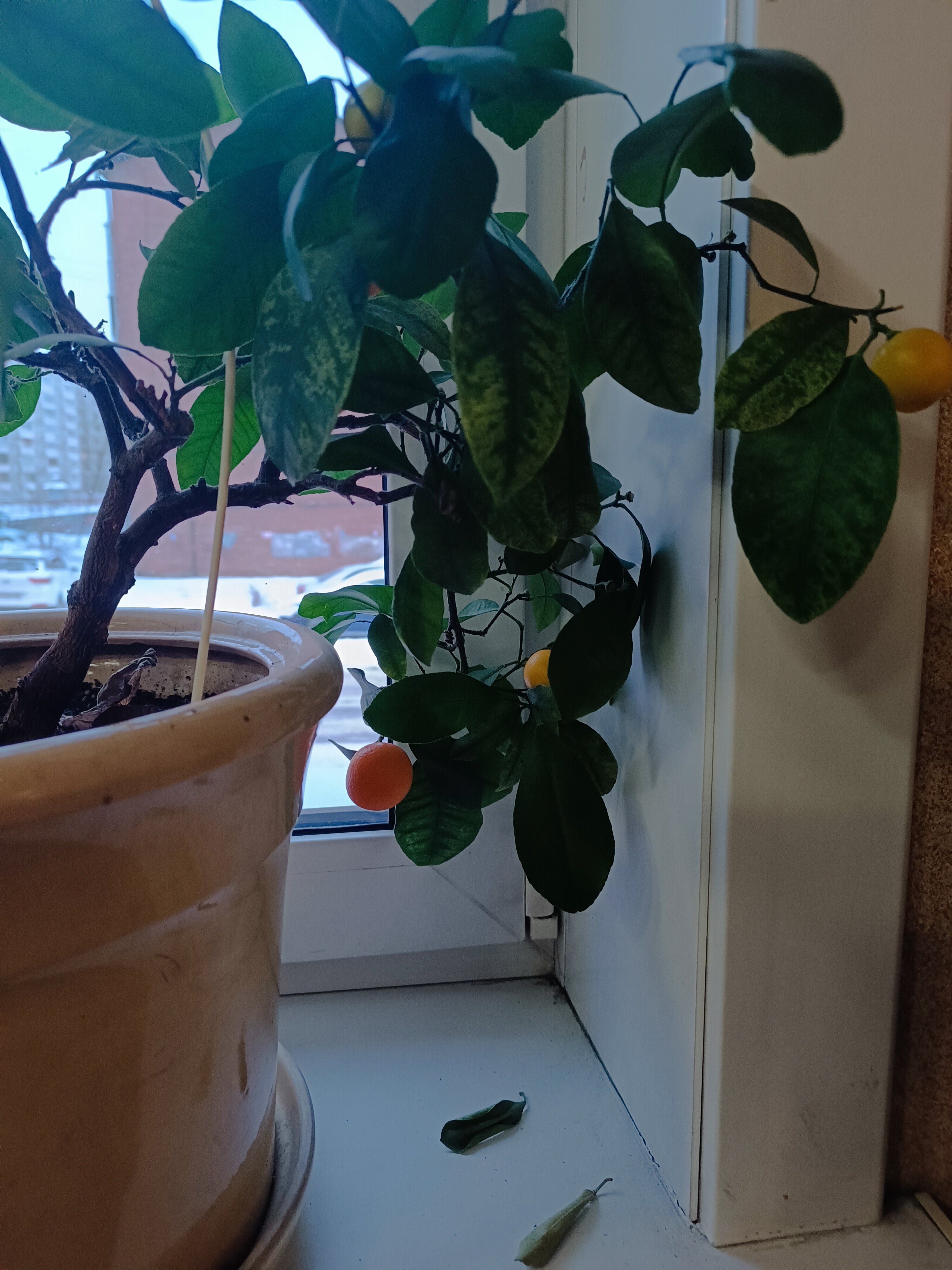 Фото Green Hotel