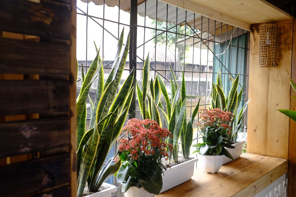 Фото A Green Home