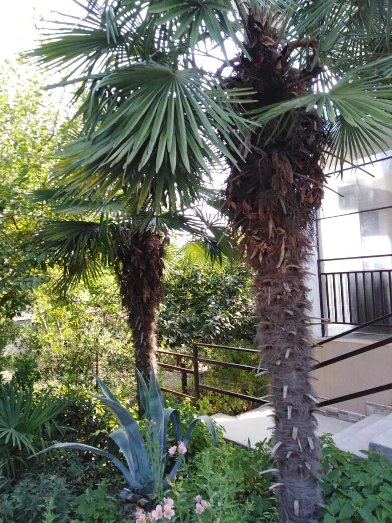 Фото Стелла