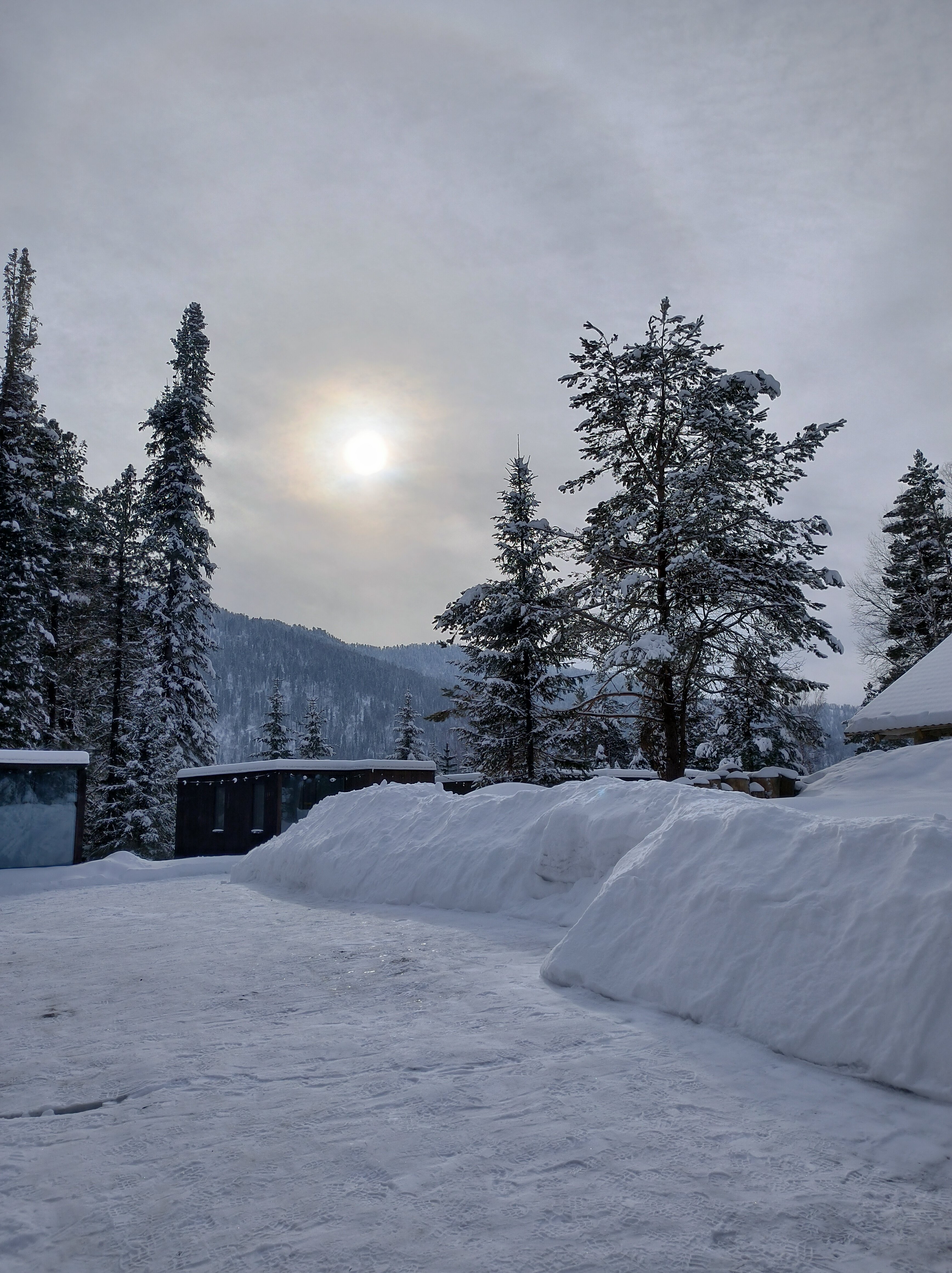 Фото Телецкое золотое