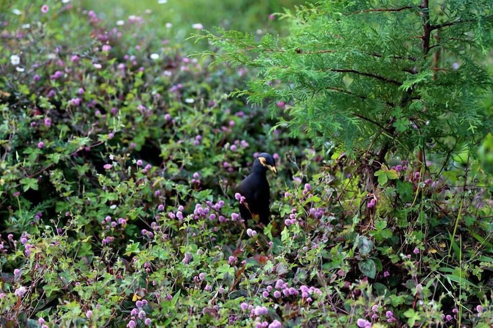 Фото Ferncliff Bungalow