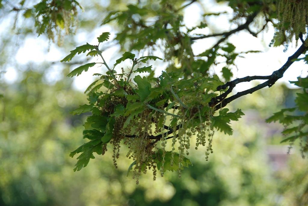 Фото Le Manoir Saint Clair