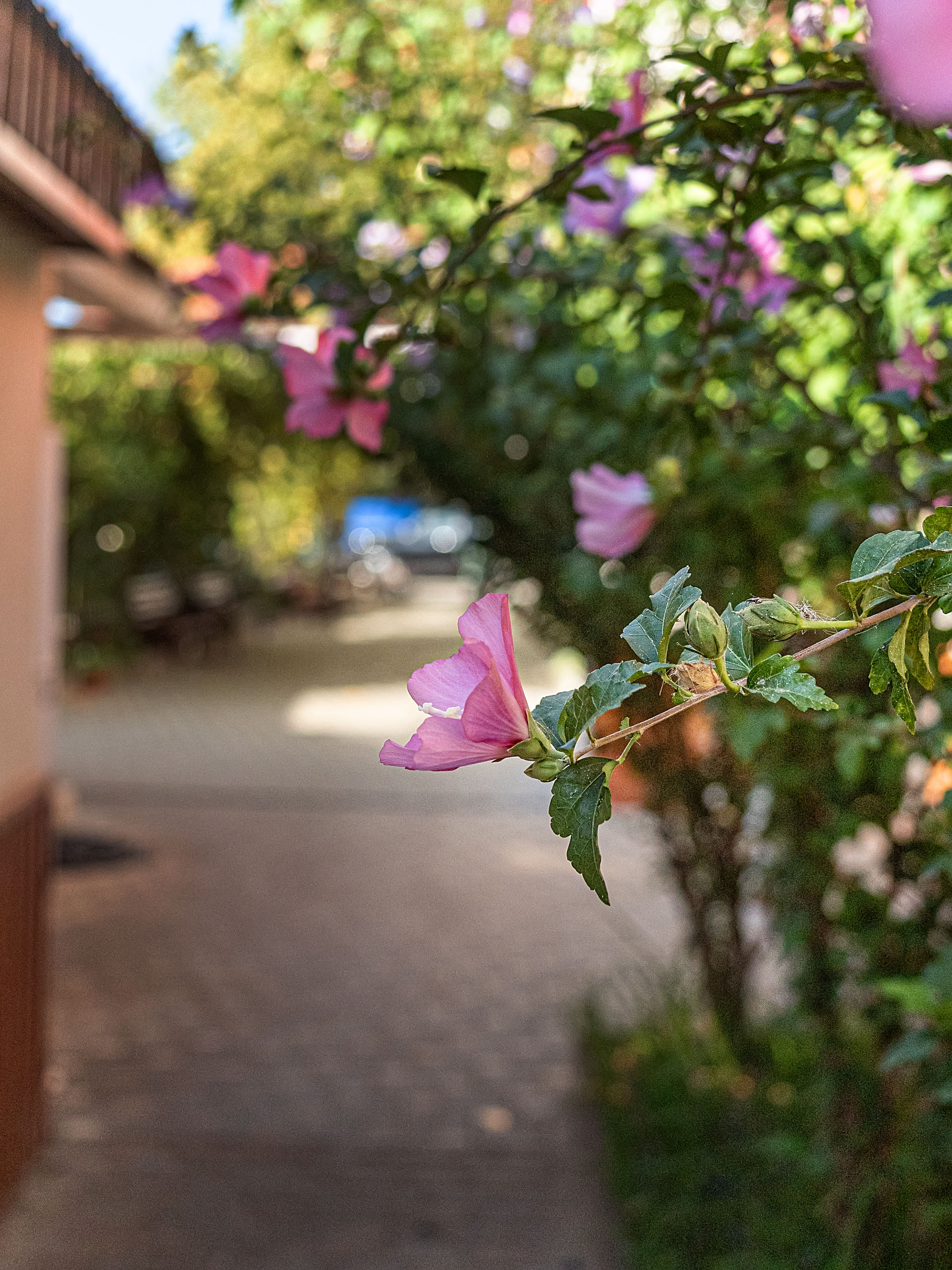 Фото Санвиль Приморский