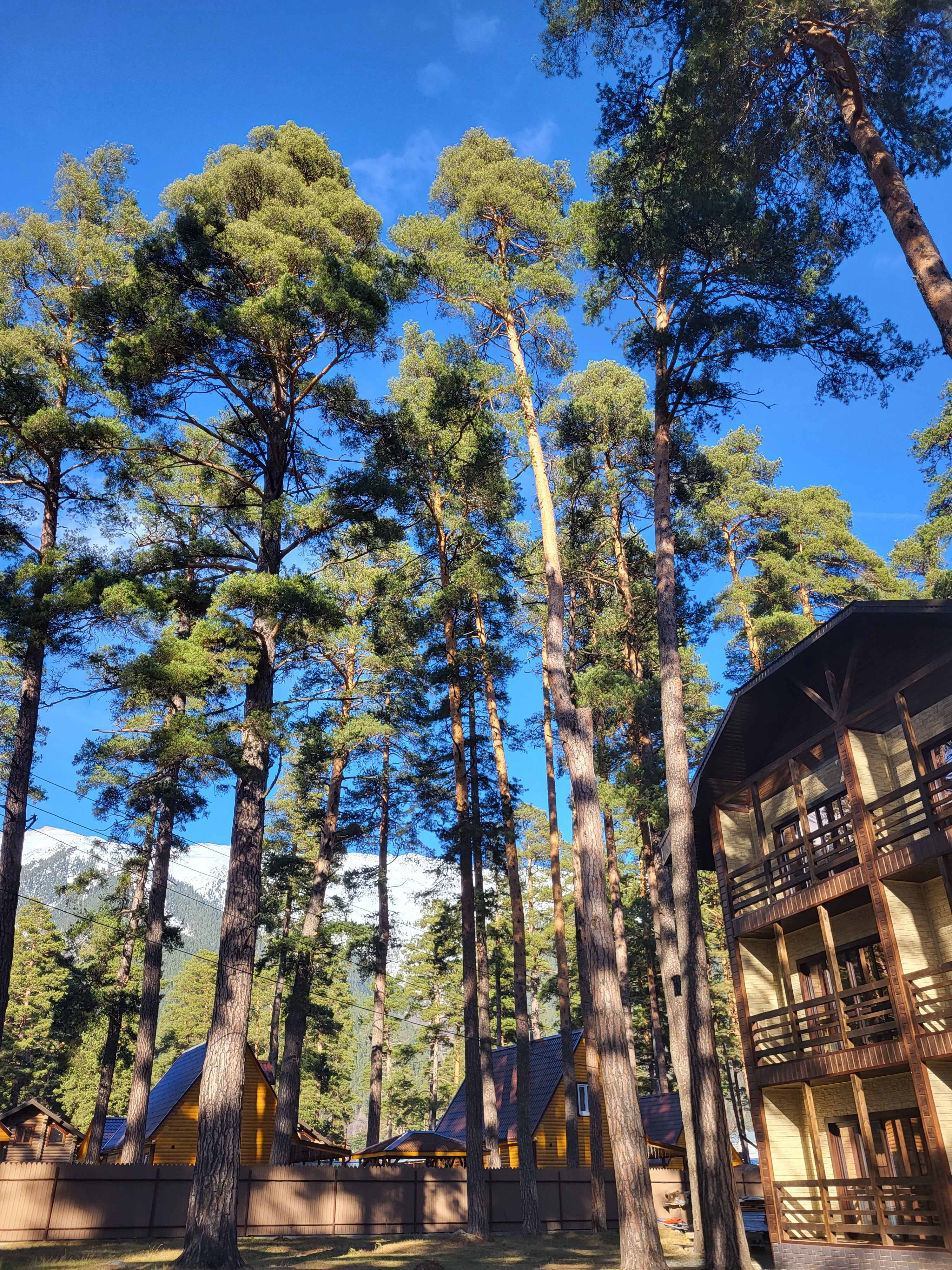 Фото Сосновый бор