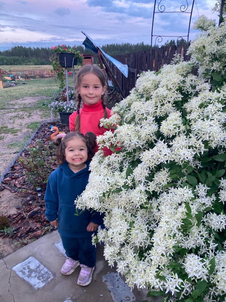 Фото Фламинго