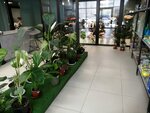 Цветоград (Stroiteley Avenue, 68Б), flower shop