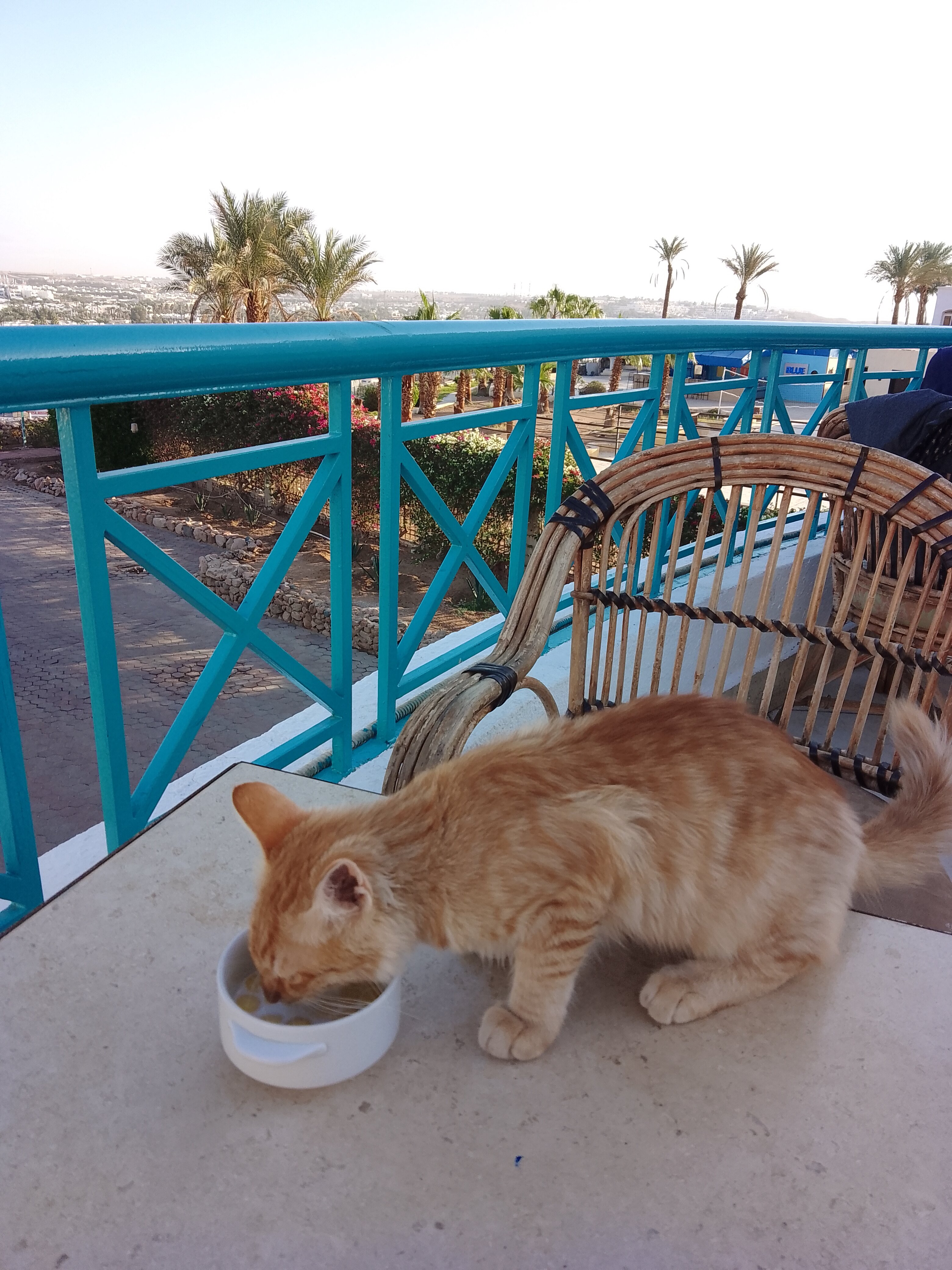 Фото Sharm Cliff Resort