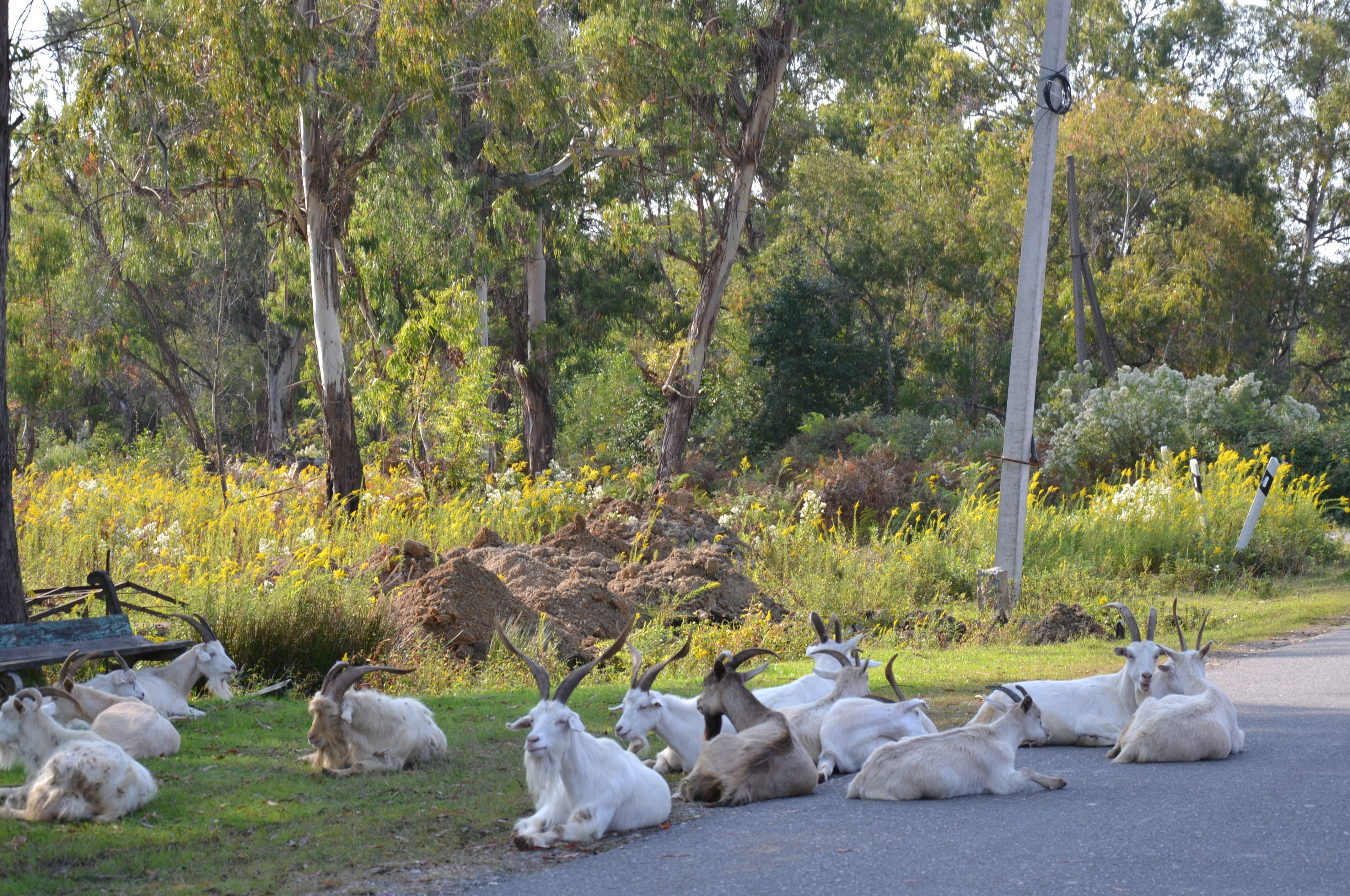 Фото Эвкалиптовая роща
