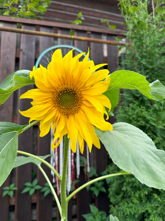 Фото КиноДача