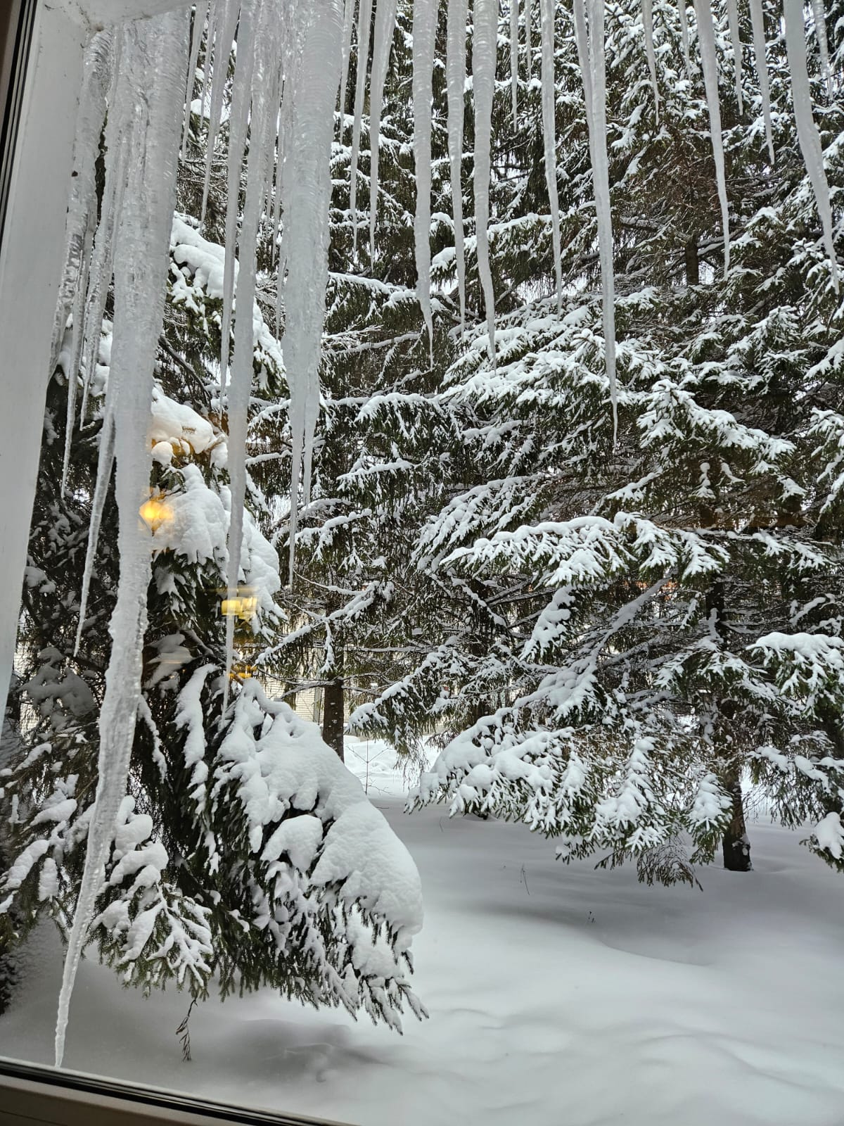 Фото Берёзки
