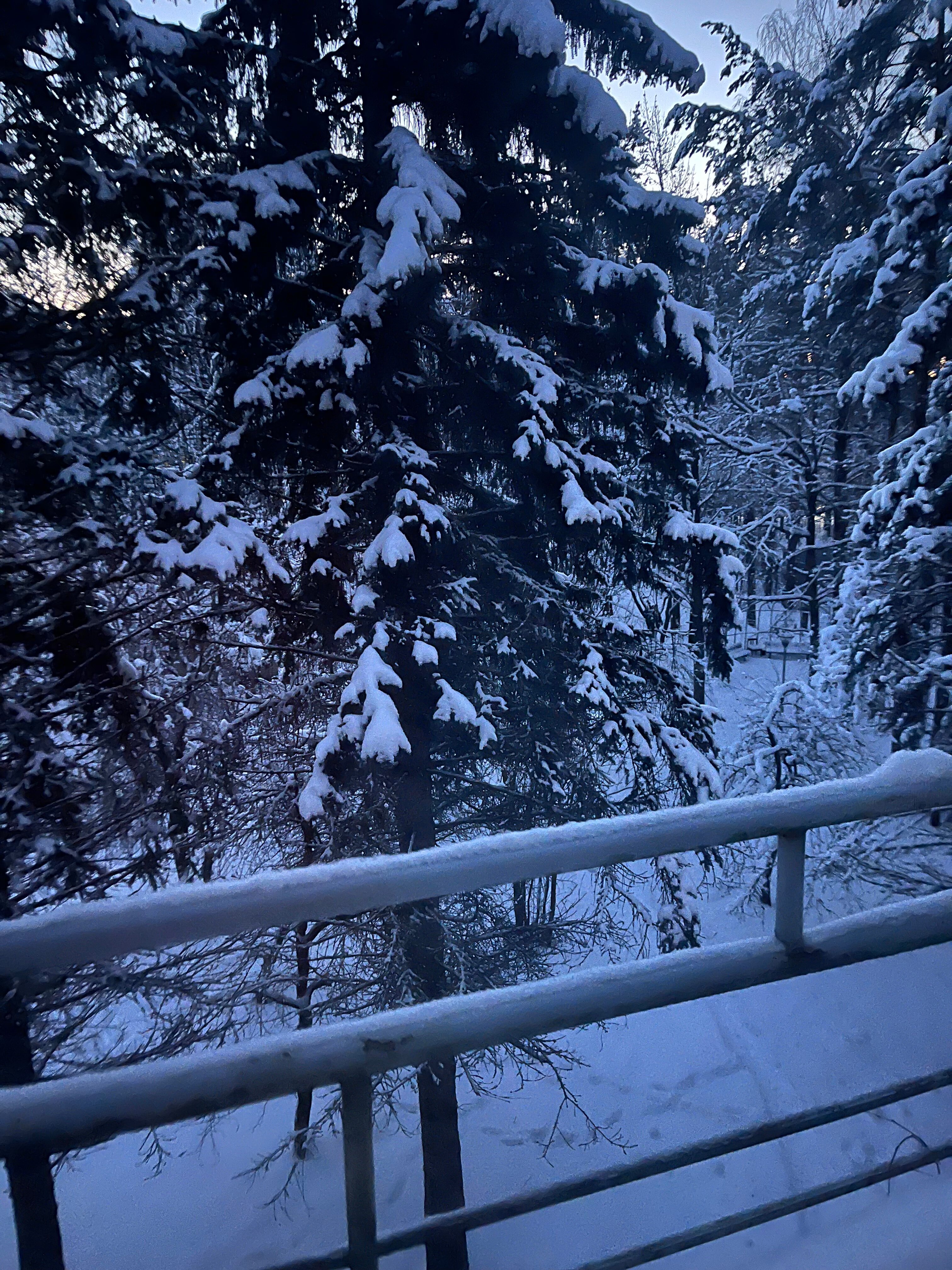 Фото Комарово