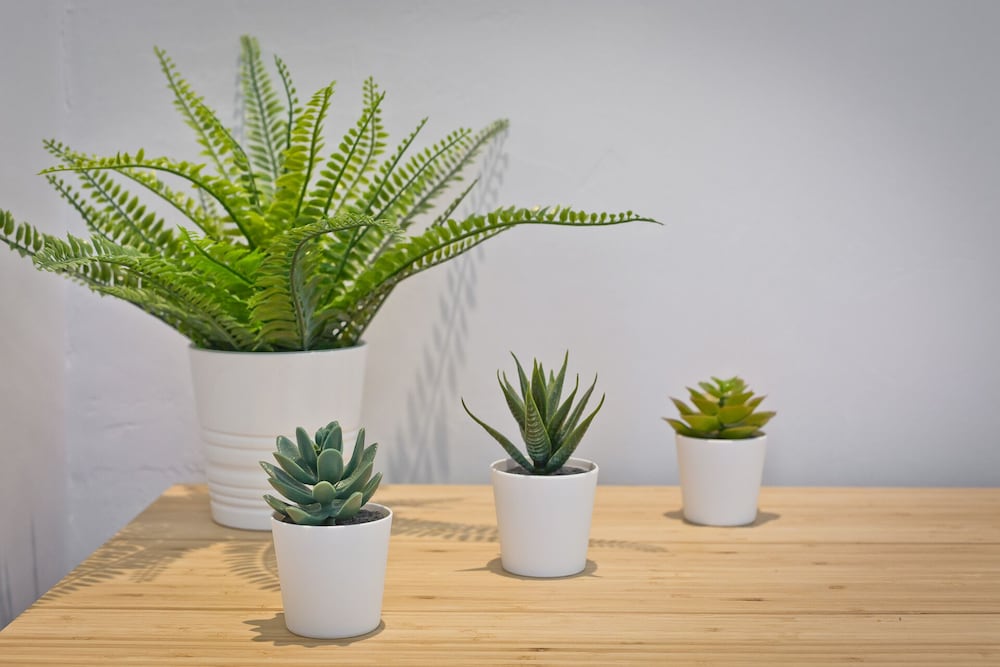 Фото Malleus House