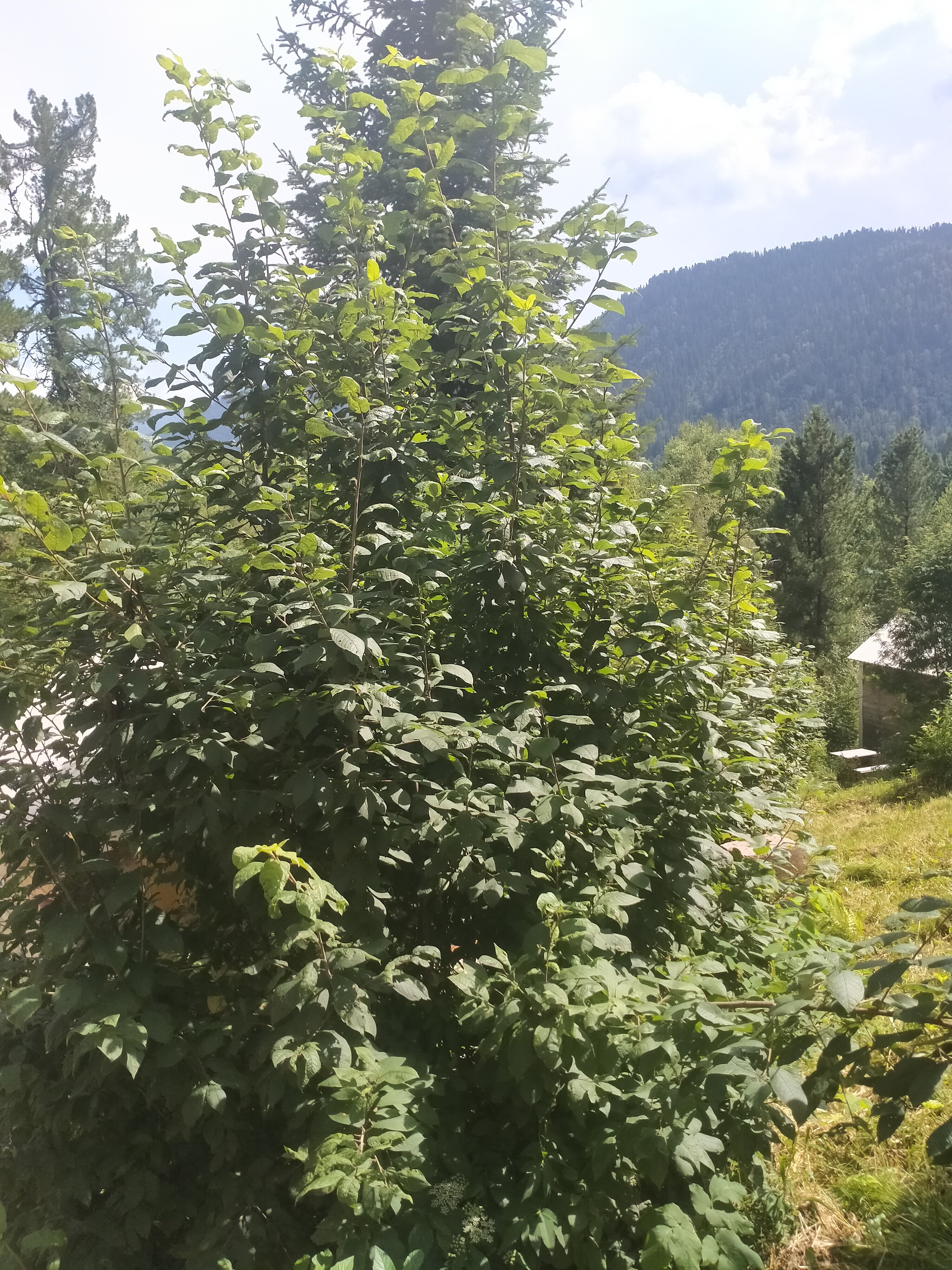 Фото Кедровый берег