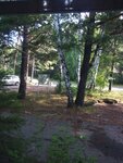 Sayano-Shushensky leskhoz (posyolok gorodskogo tipa Shushenskoye, ulitsa Lenina, 158), forestry