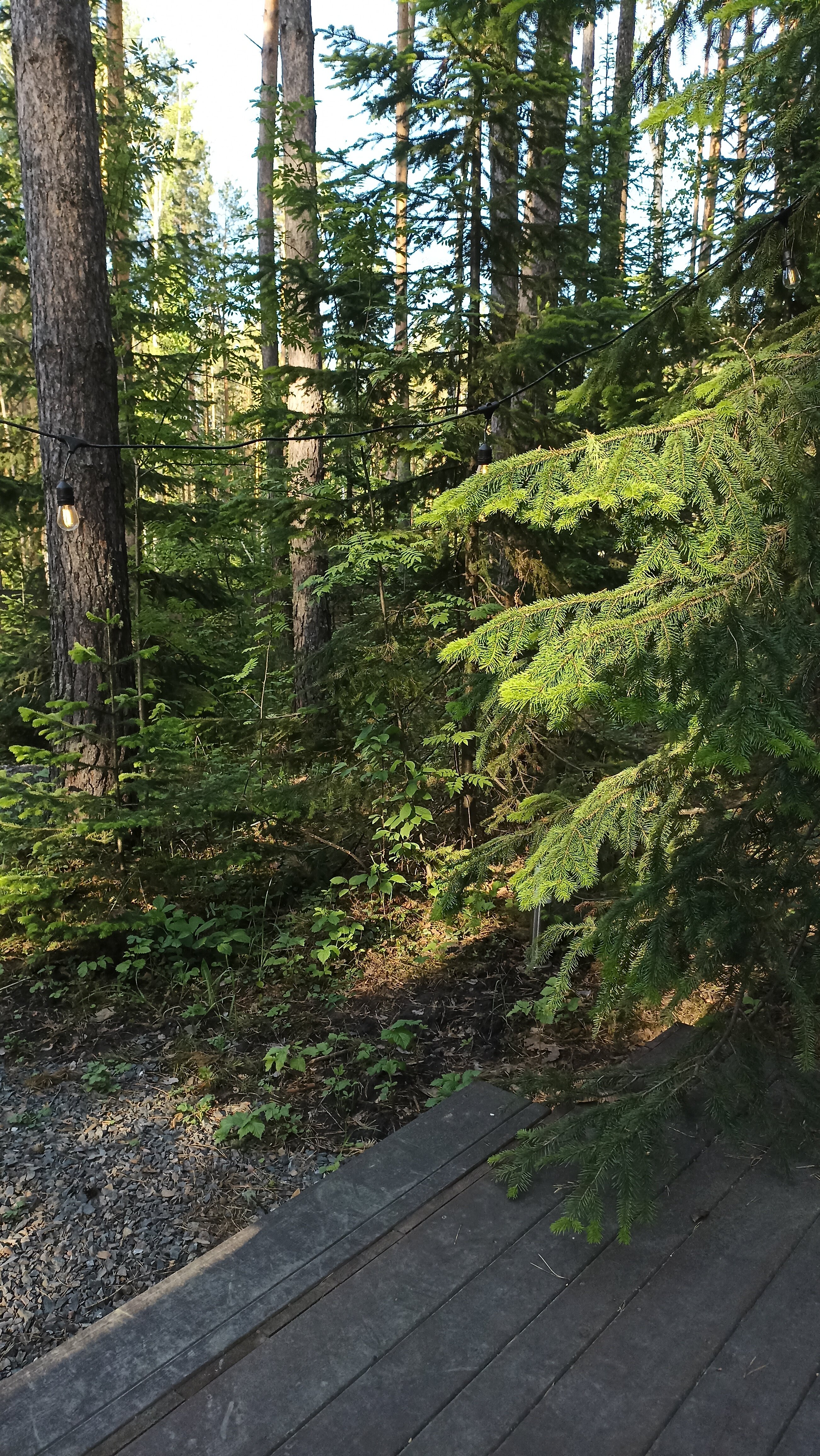 Фото Ёлки да Сосны