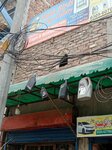 Malik Birds and Cage Gallery (Fateh Sher Road, 22), pet shop