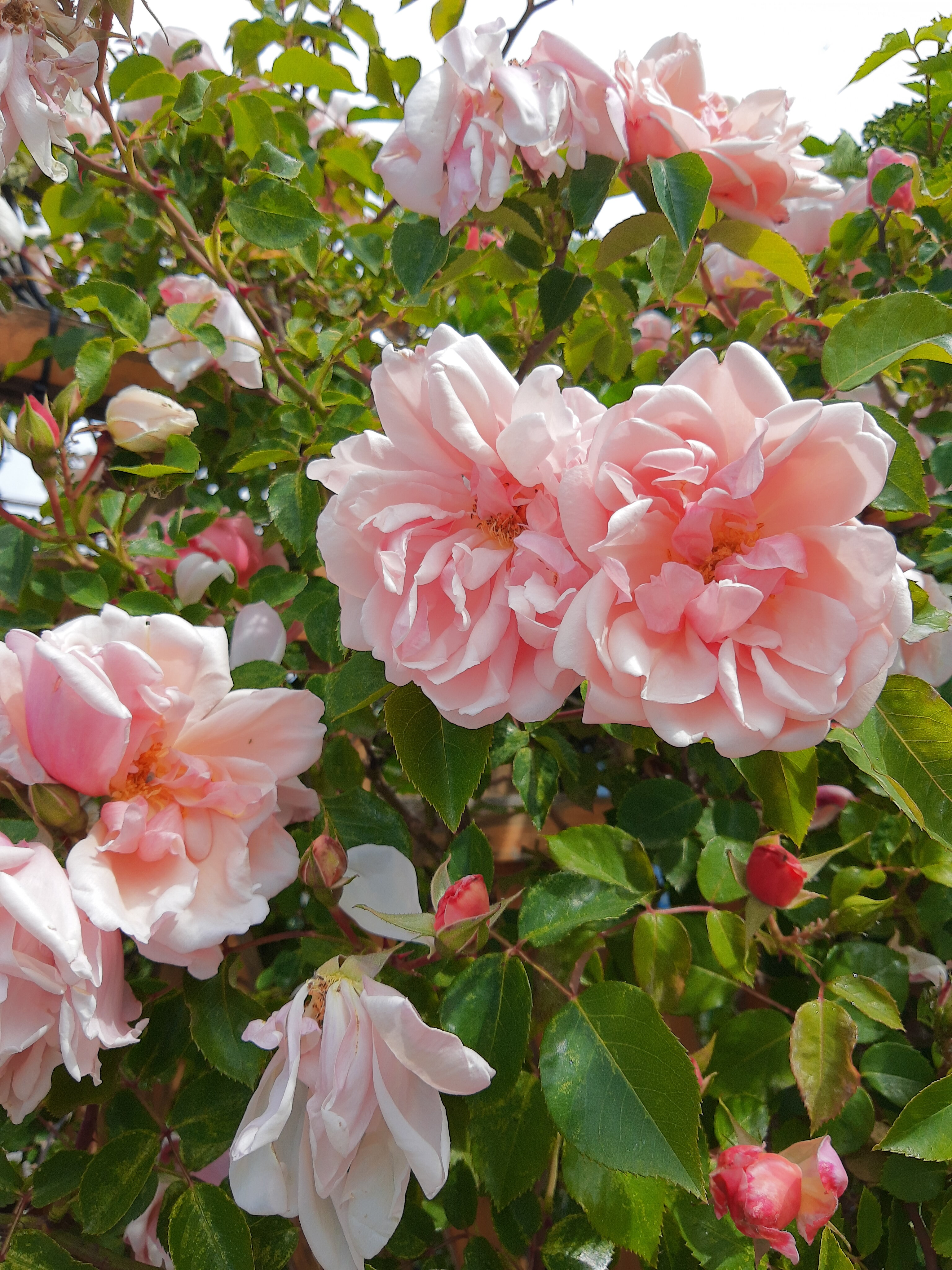 Фото Южный Бриз