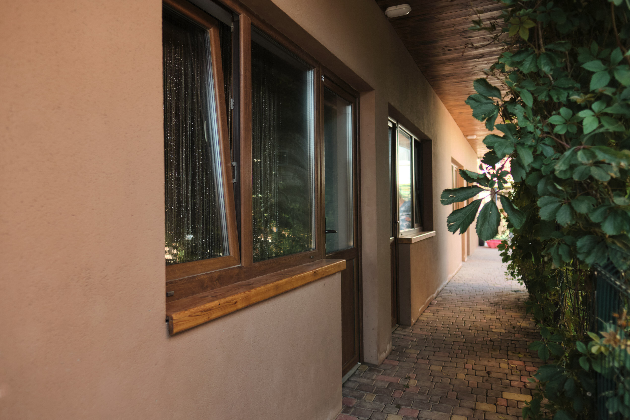 Фото Бамбук