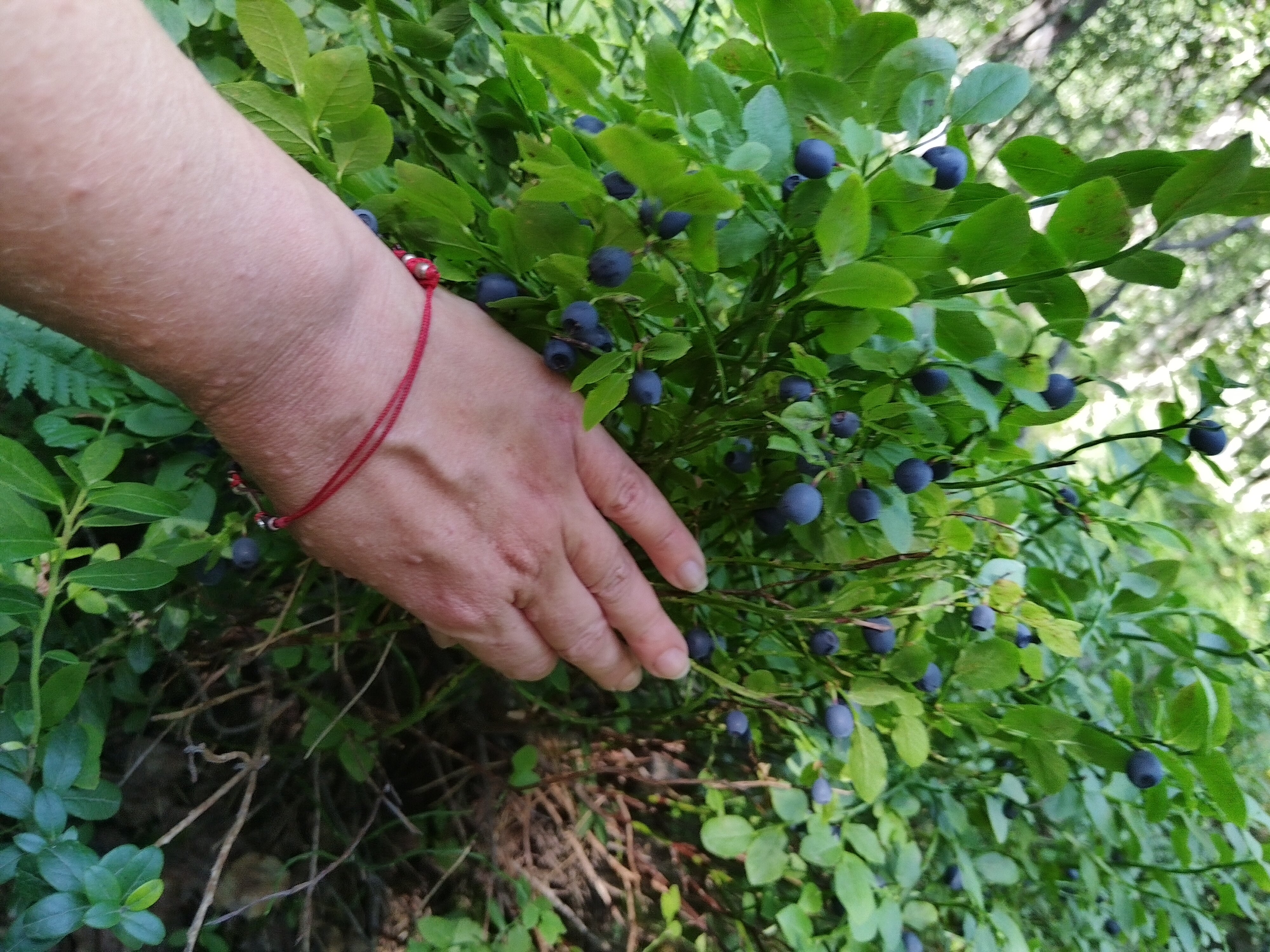 Фото Мотель Пушной