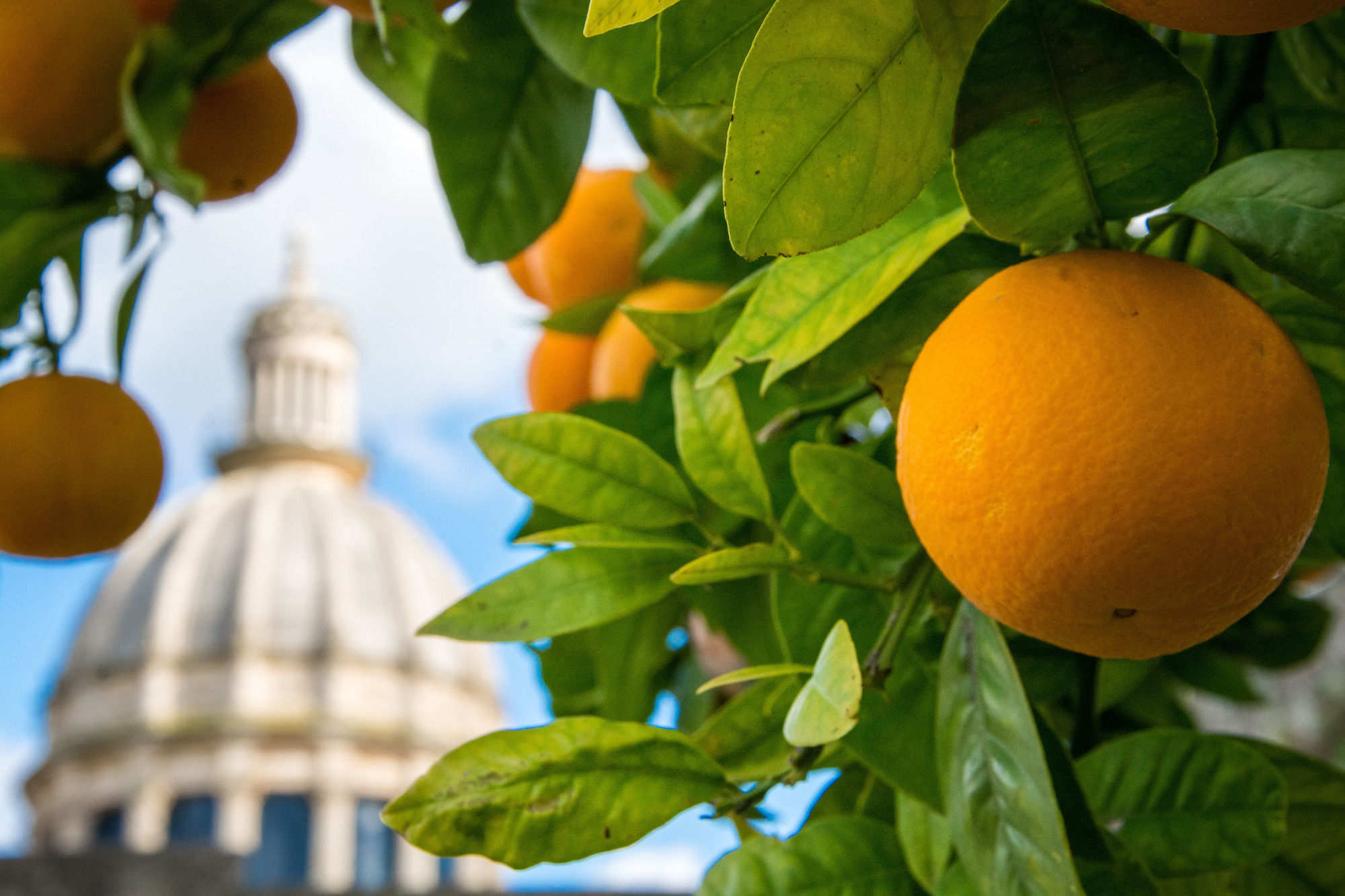 Фото Iblainsuite