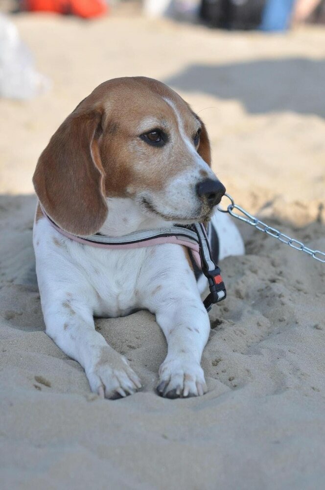 Фото Residence Riviera