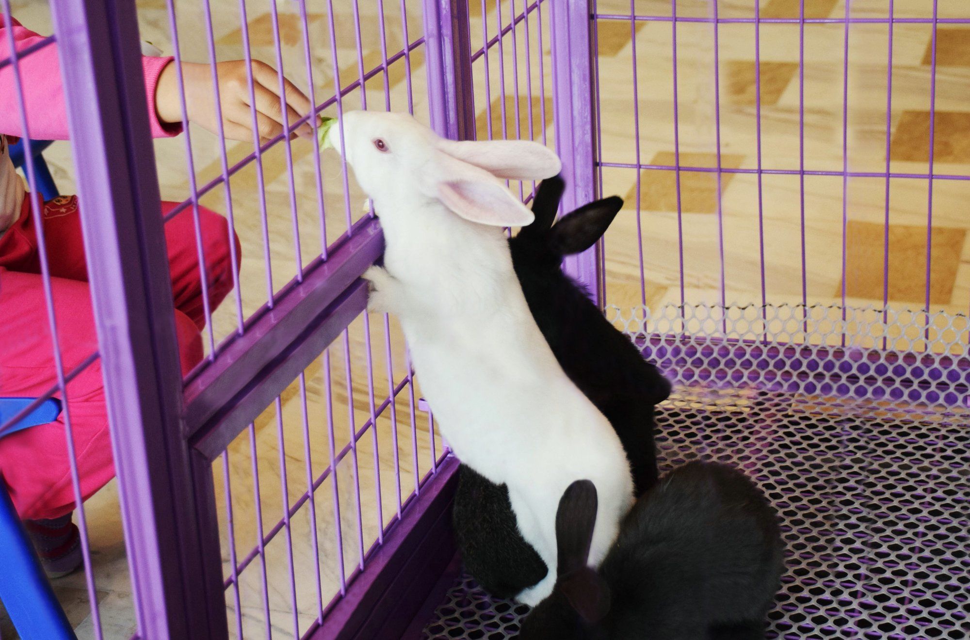 Фото Shangri-La Qinhuangdao