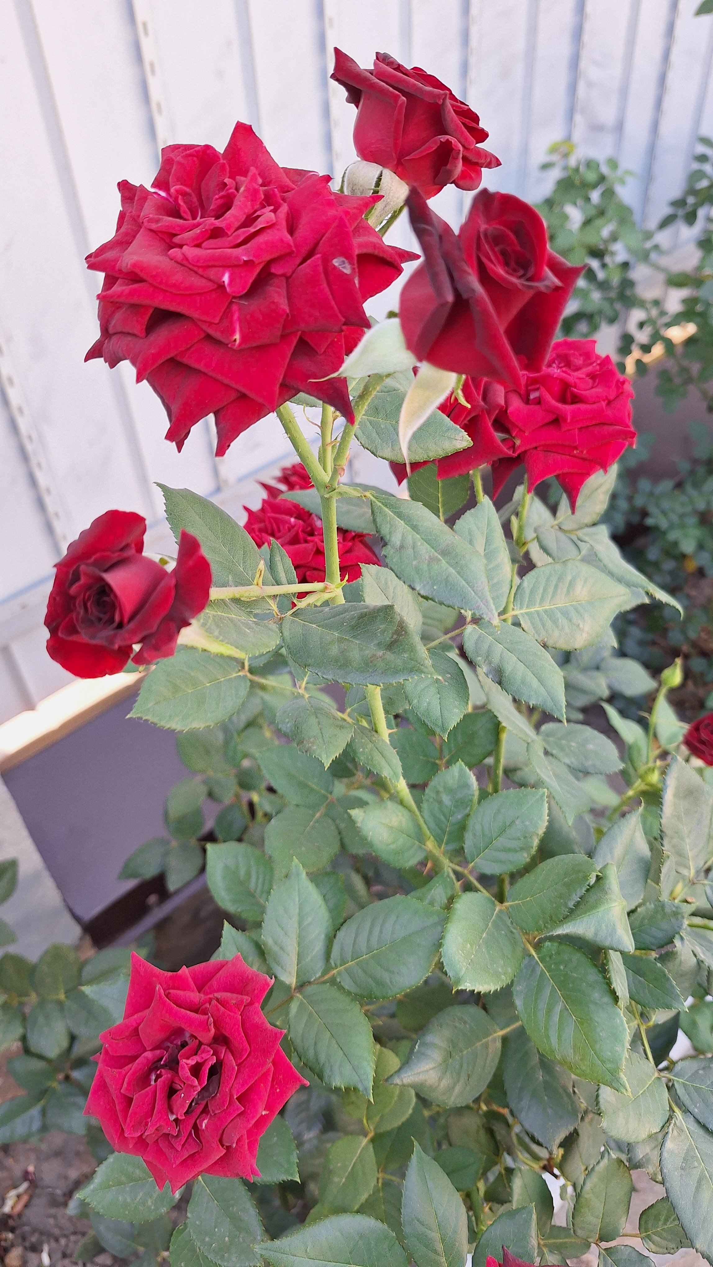 Фото Бумеранг