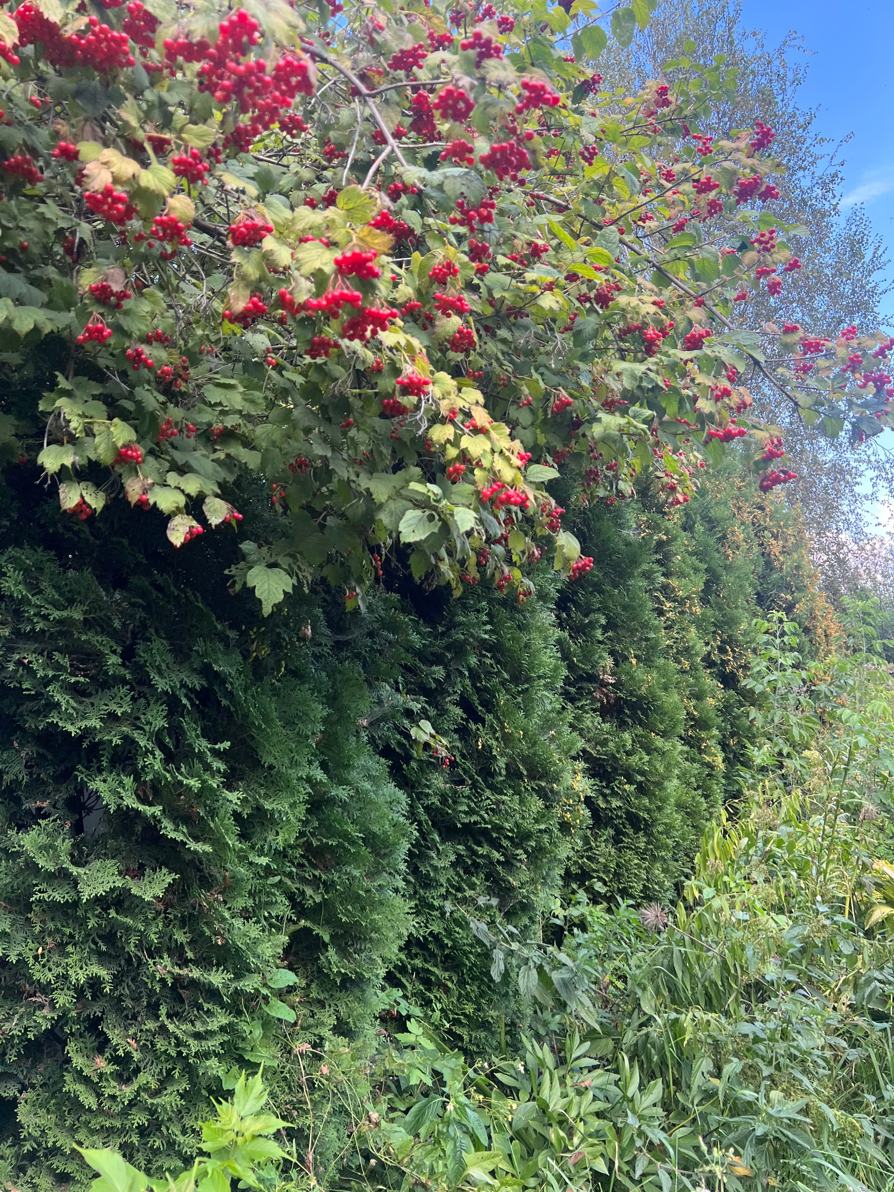 Фото Оптинадом