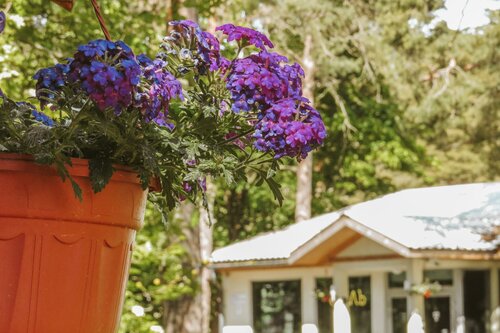 Гостиница Черничный Берег в Сестрорецке