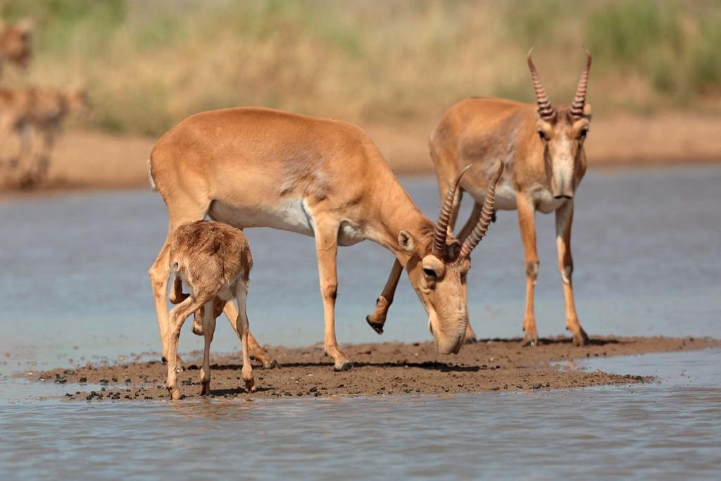 Фото Добриан