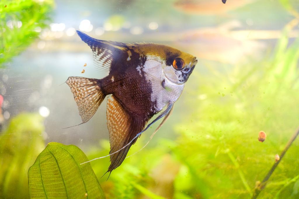 Фото Спутник