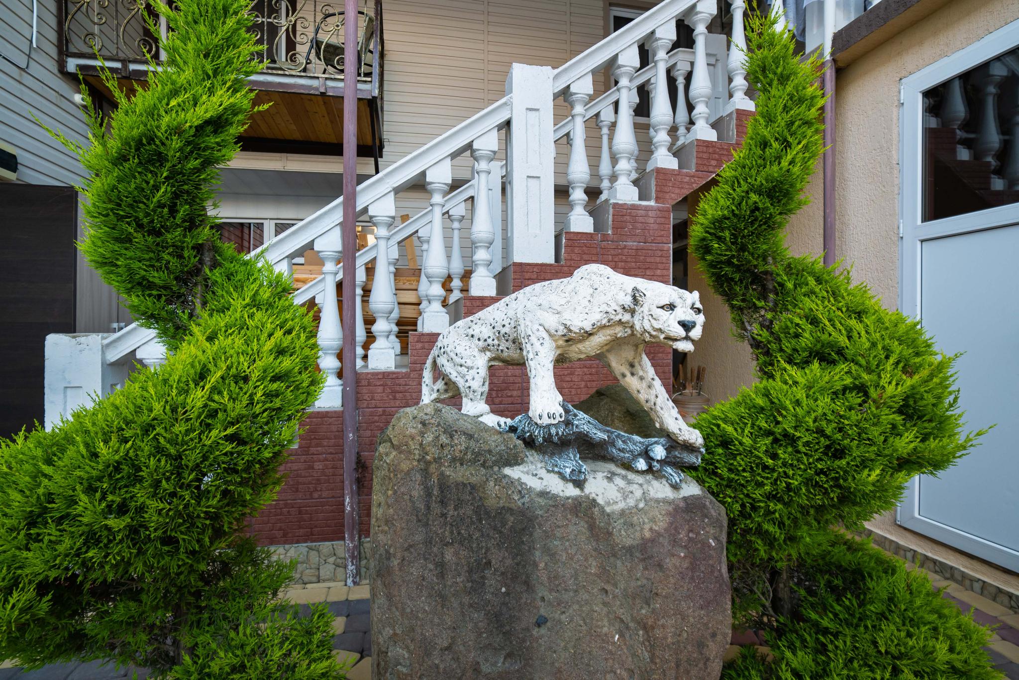 Фото Анютины Глазки